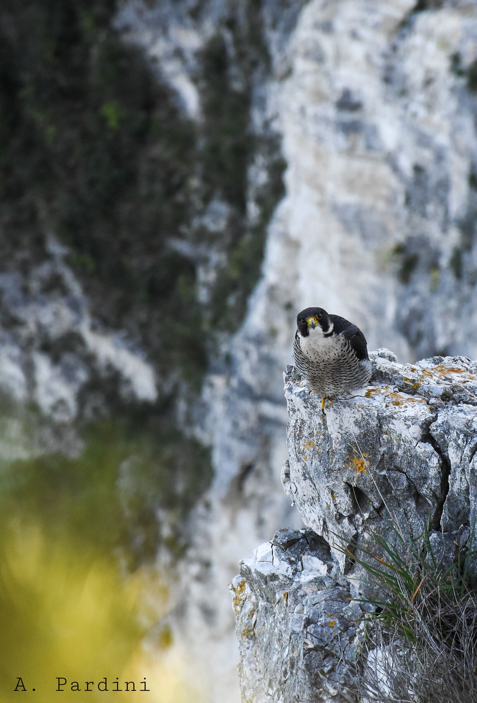 Falco Pellegrino, falesia rocciosa Monte Conero
