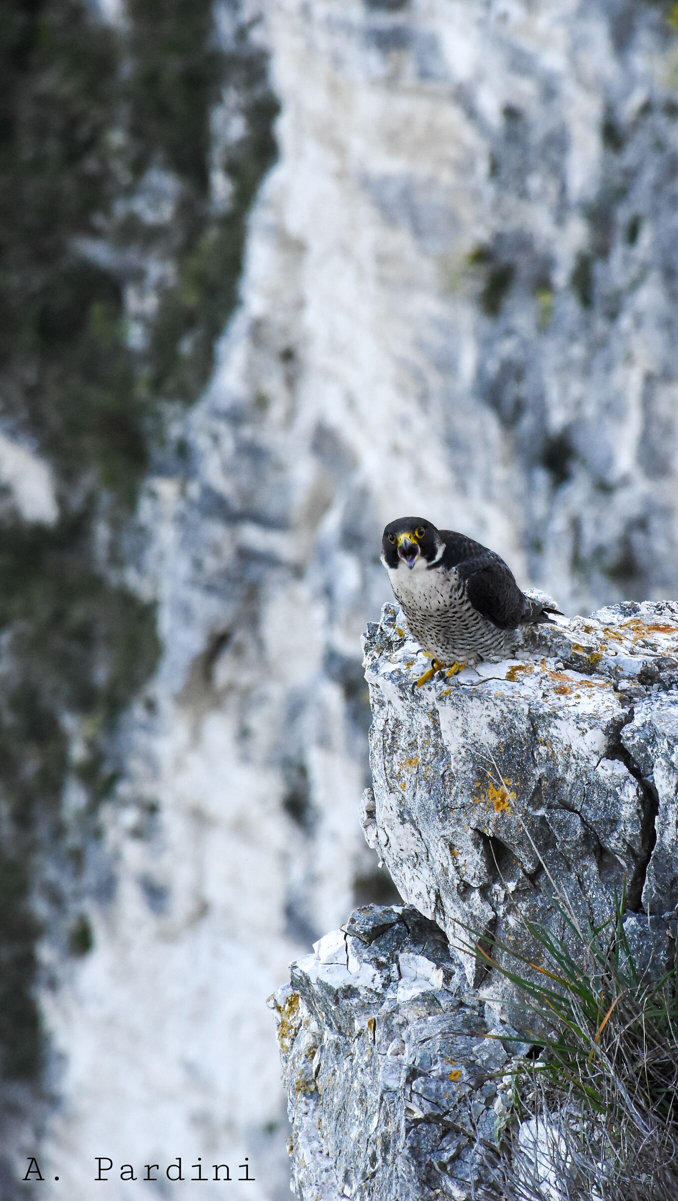 Falco Pellegrino, falesia rocciosa Monte Conero