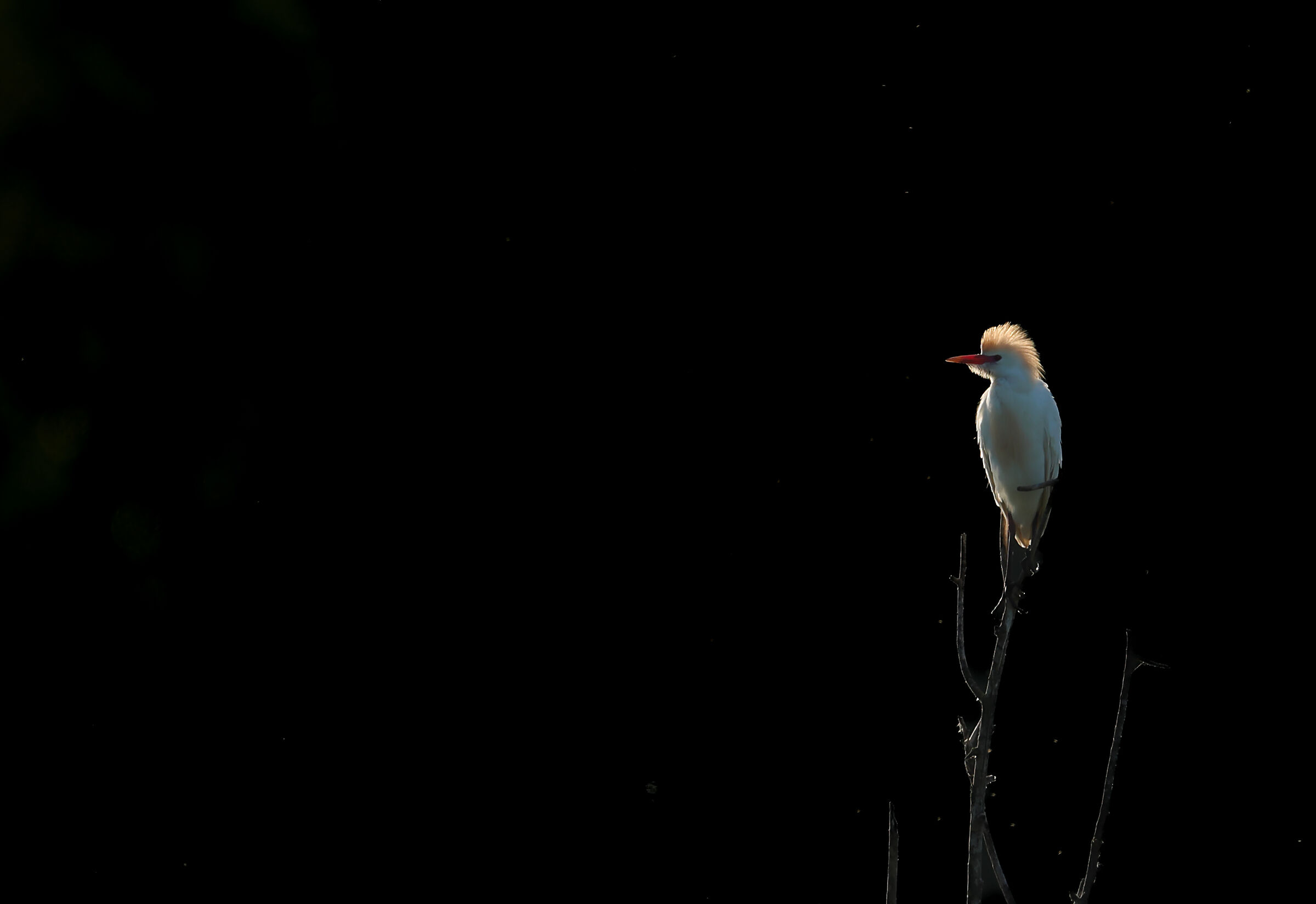 Airone guardabuoi primi raggi di sole
