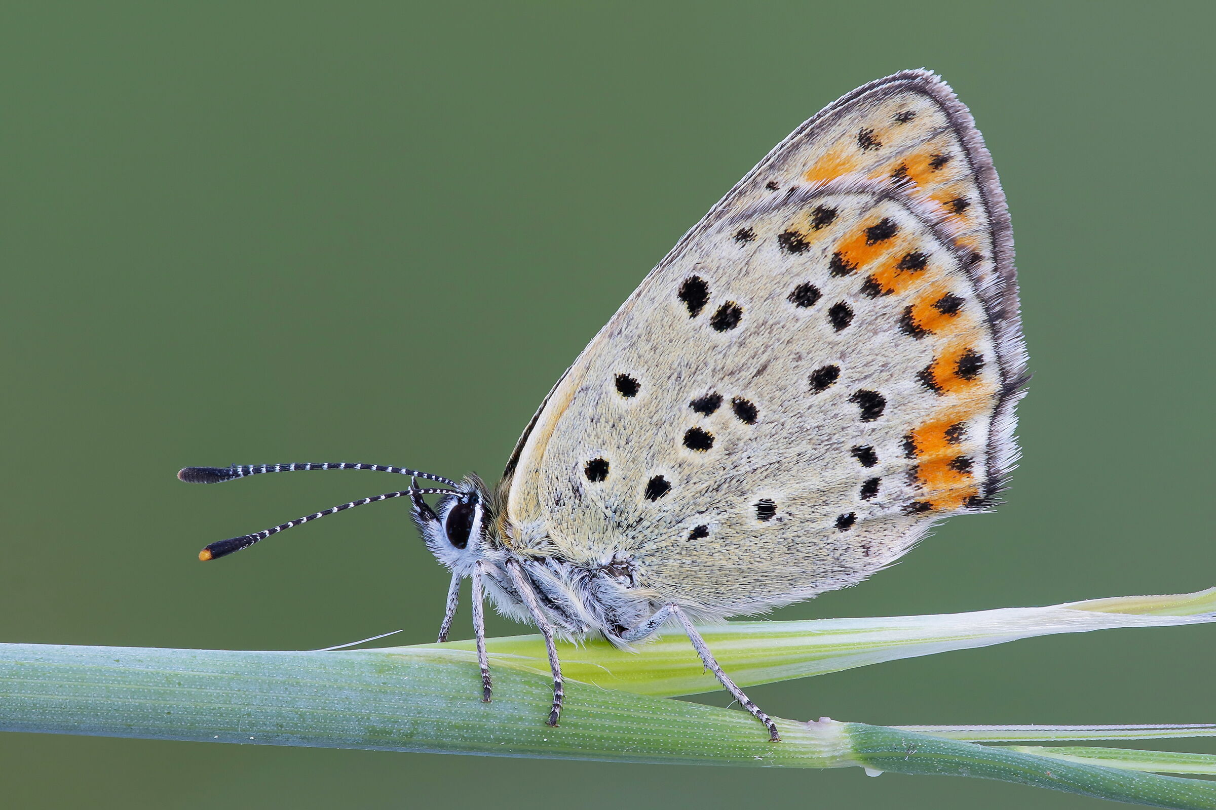 Lycaena sp.