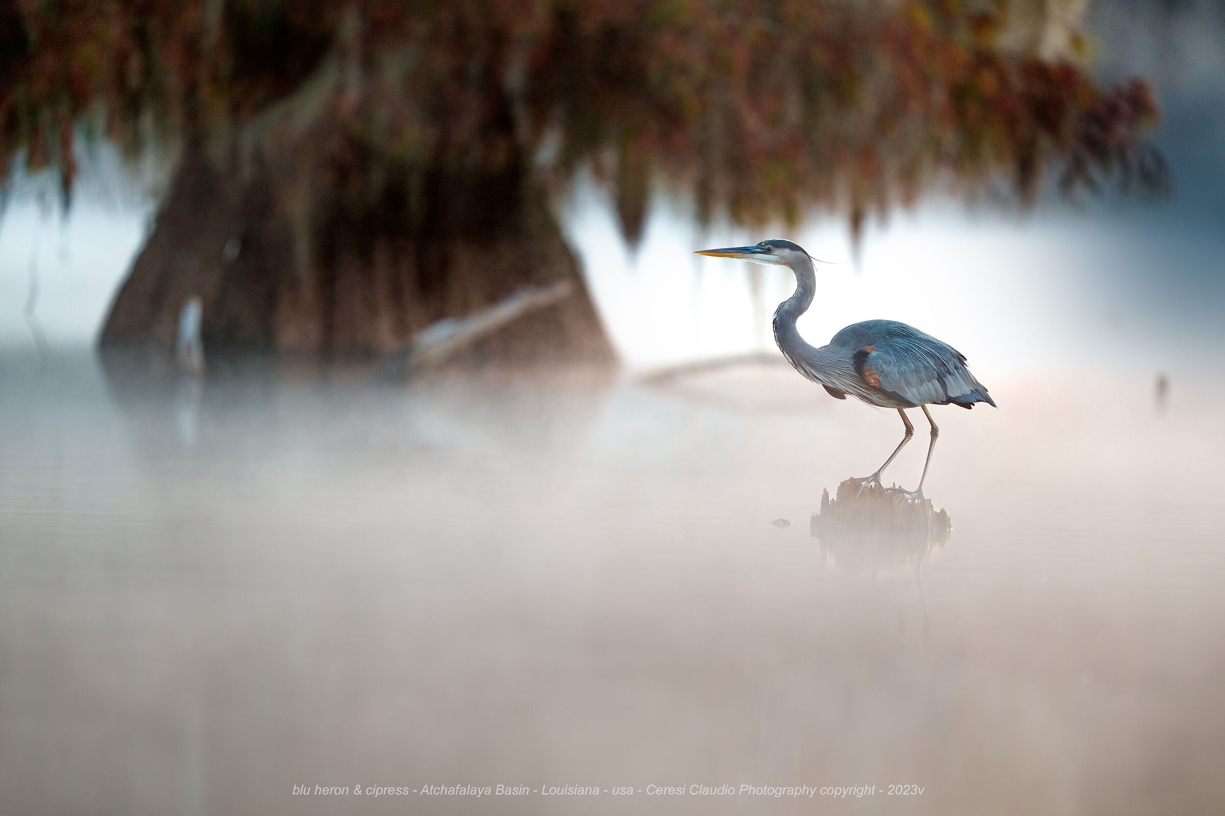 blue heron & cipress - Atchafalaya Basin Louisiana -