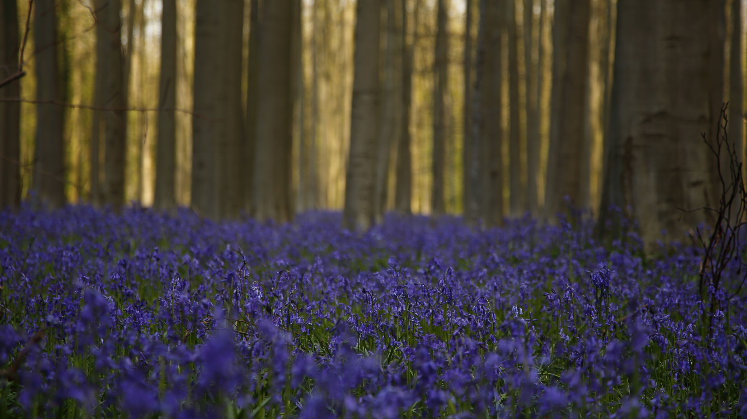 Hallerbos Forest Belgium
