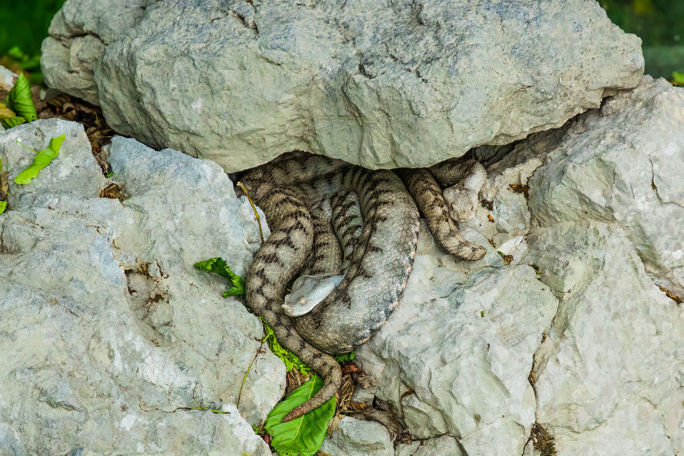 Double viper ammodites (horned)