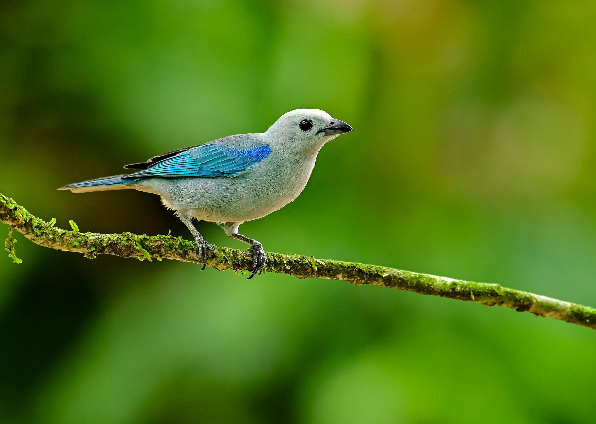 La tangara grigio azzurra