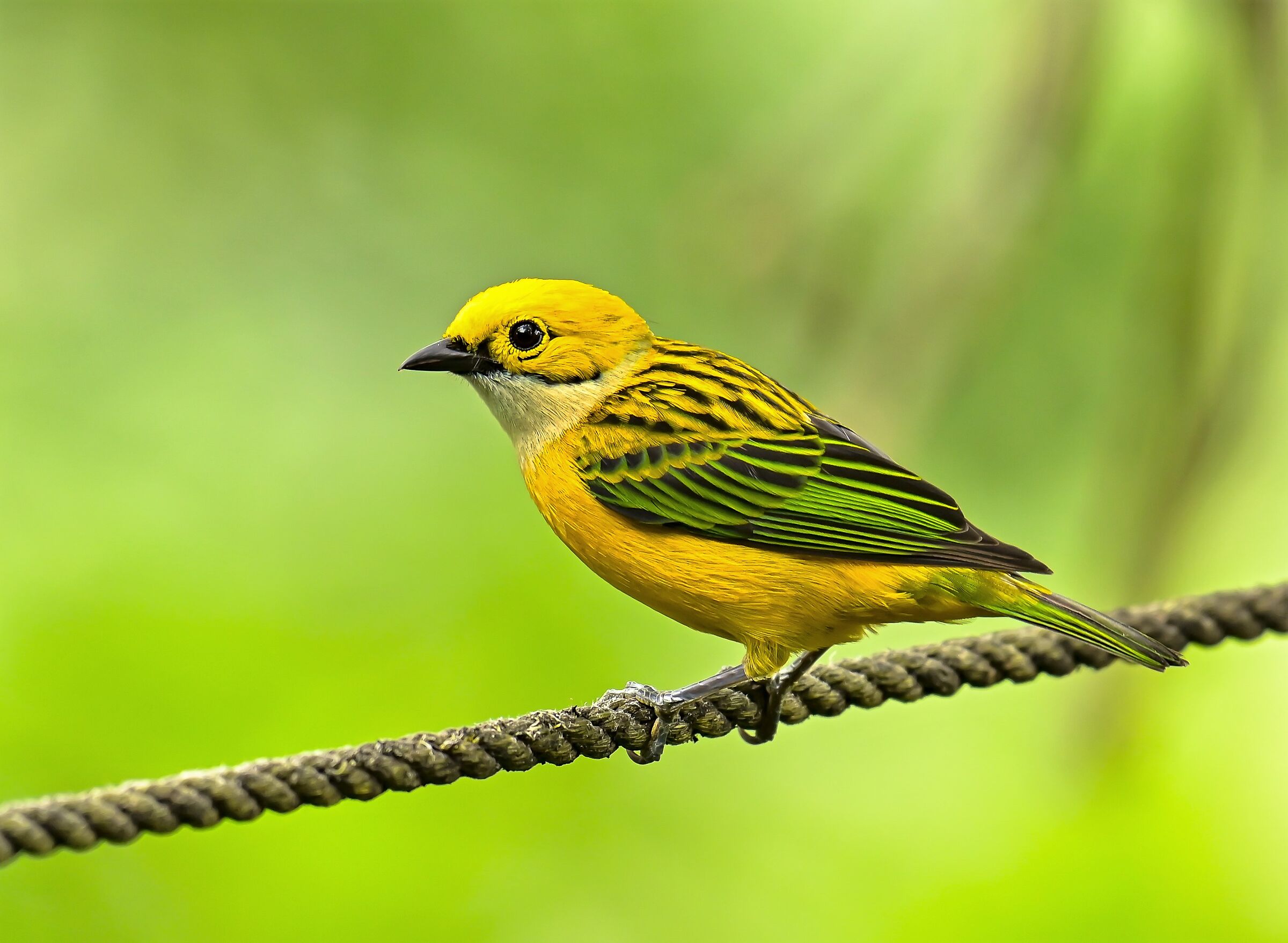 la tangara gola d'argento