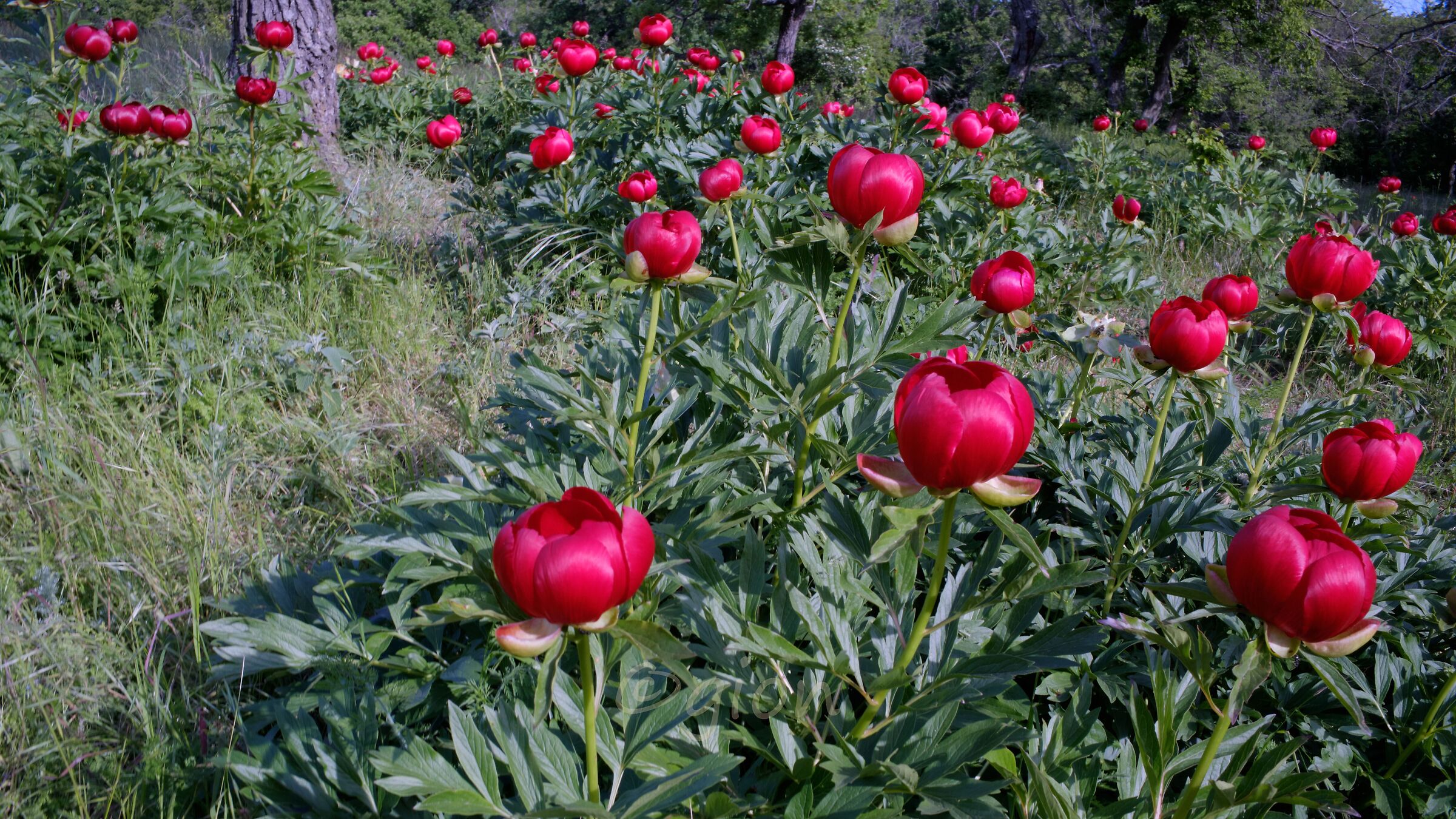 Paeonia peregrina