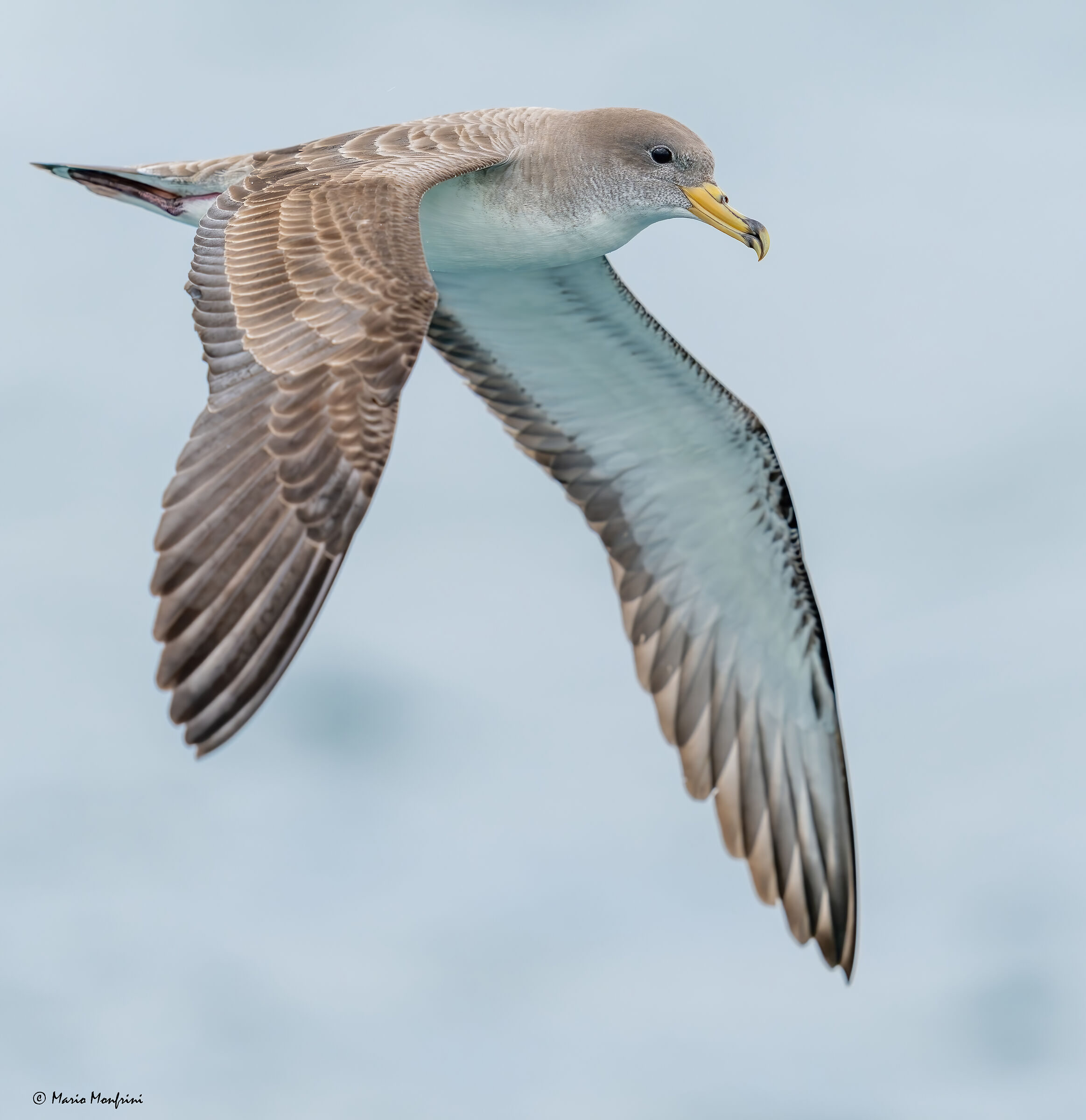 The beauty of the shearwater