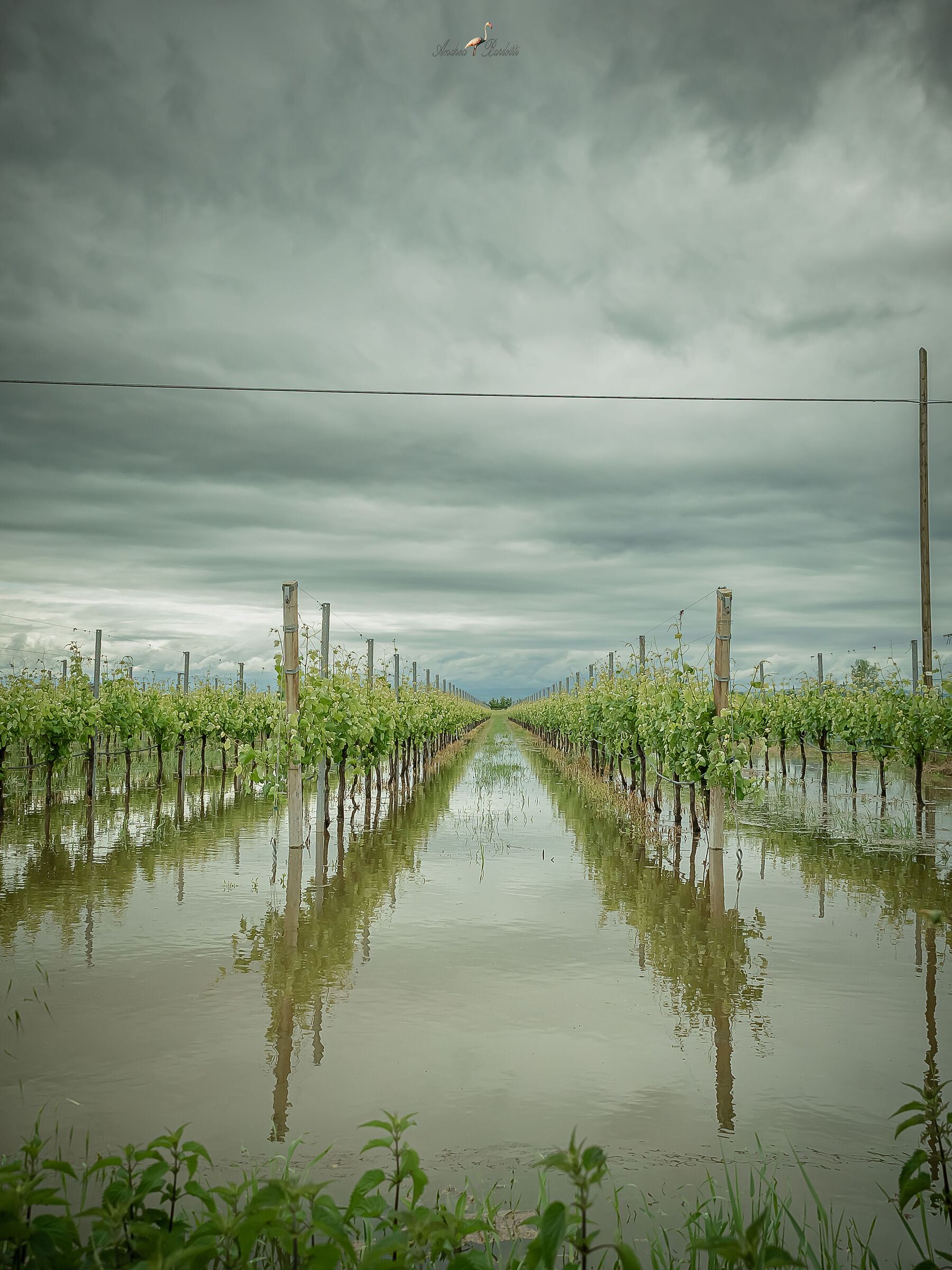 Flooded vineyards