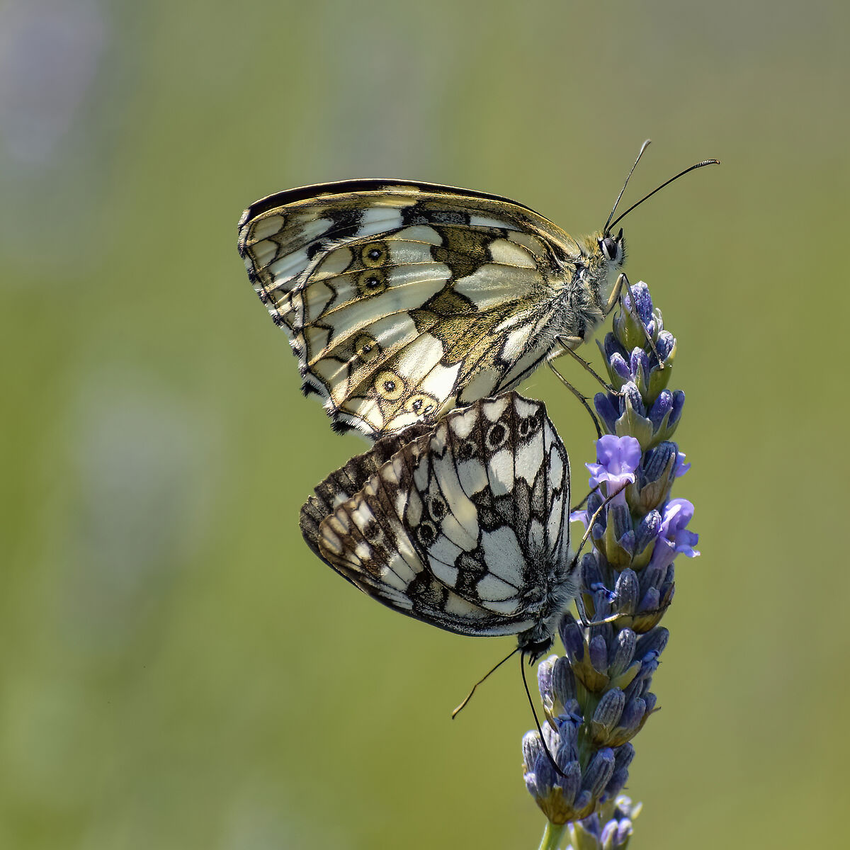 Melanargia Galatea