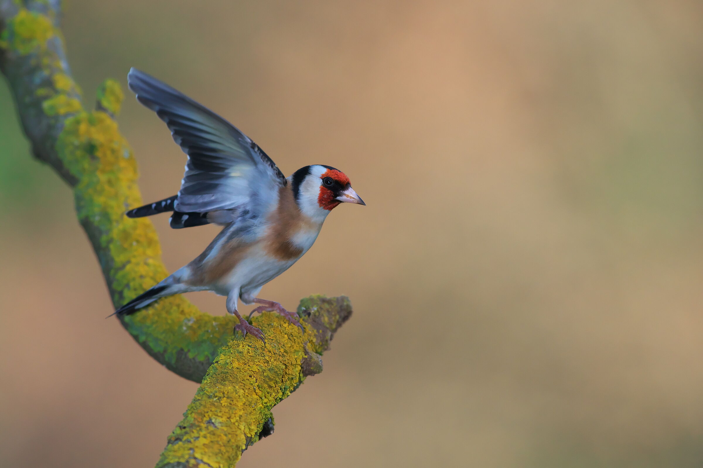 European goldfinch