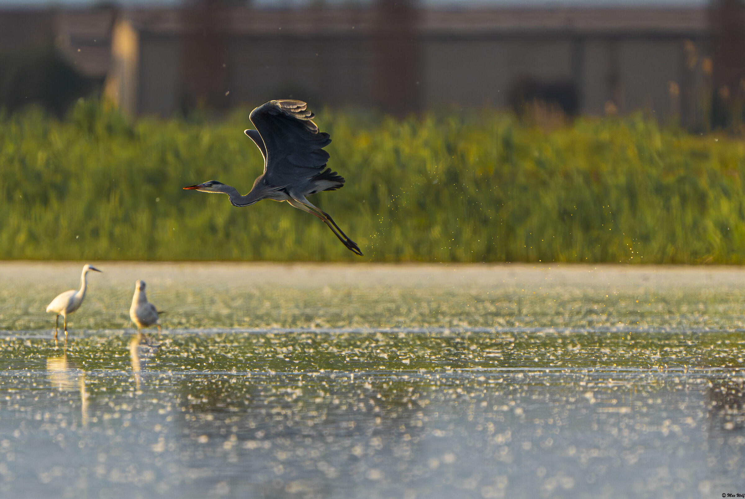 Heron taking flight at sunset