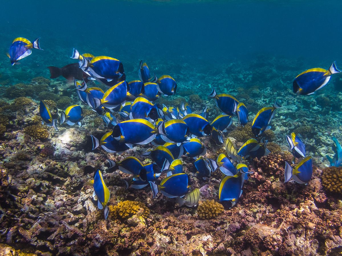 Seychelles - Leuosternon