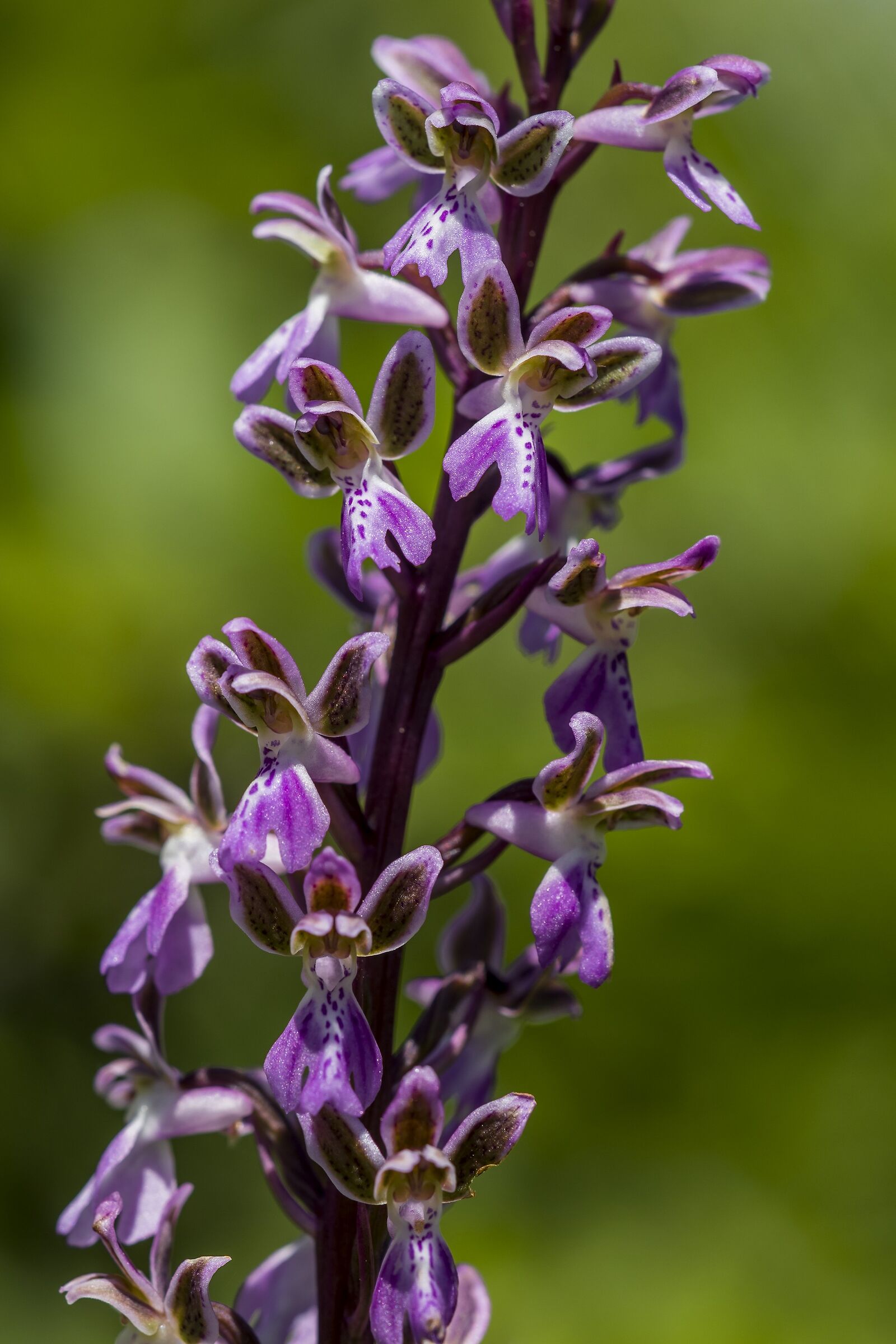 Orchis Patens
