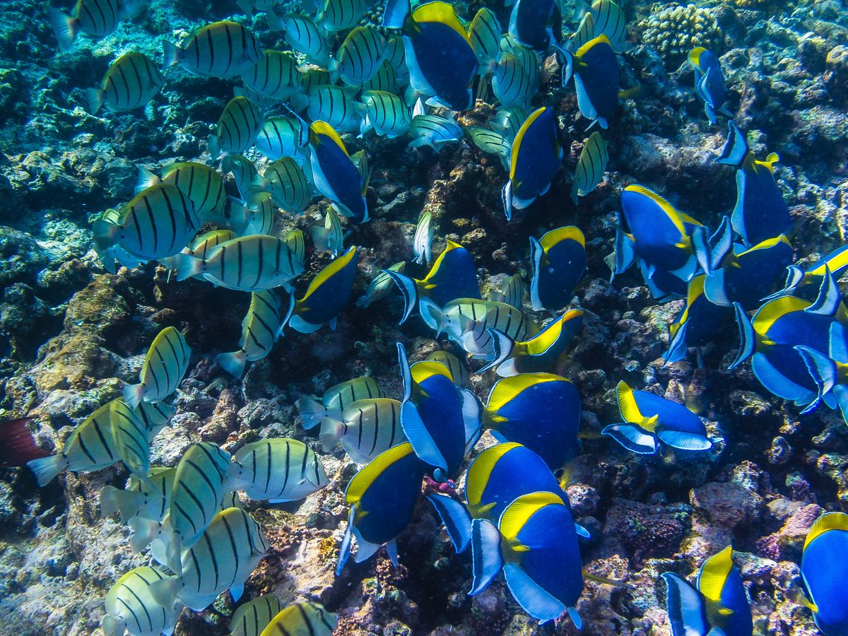 Seychelles - Leuosternon