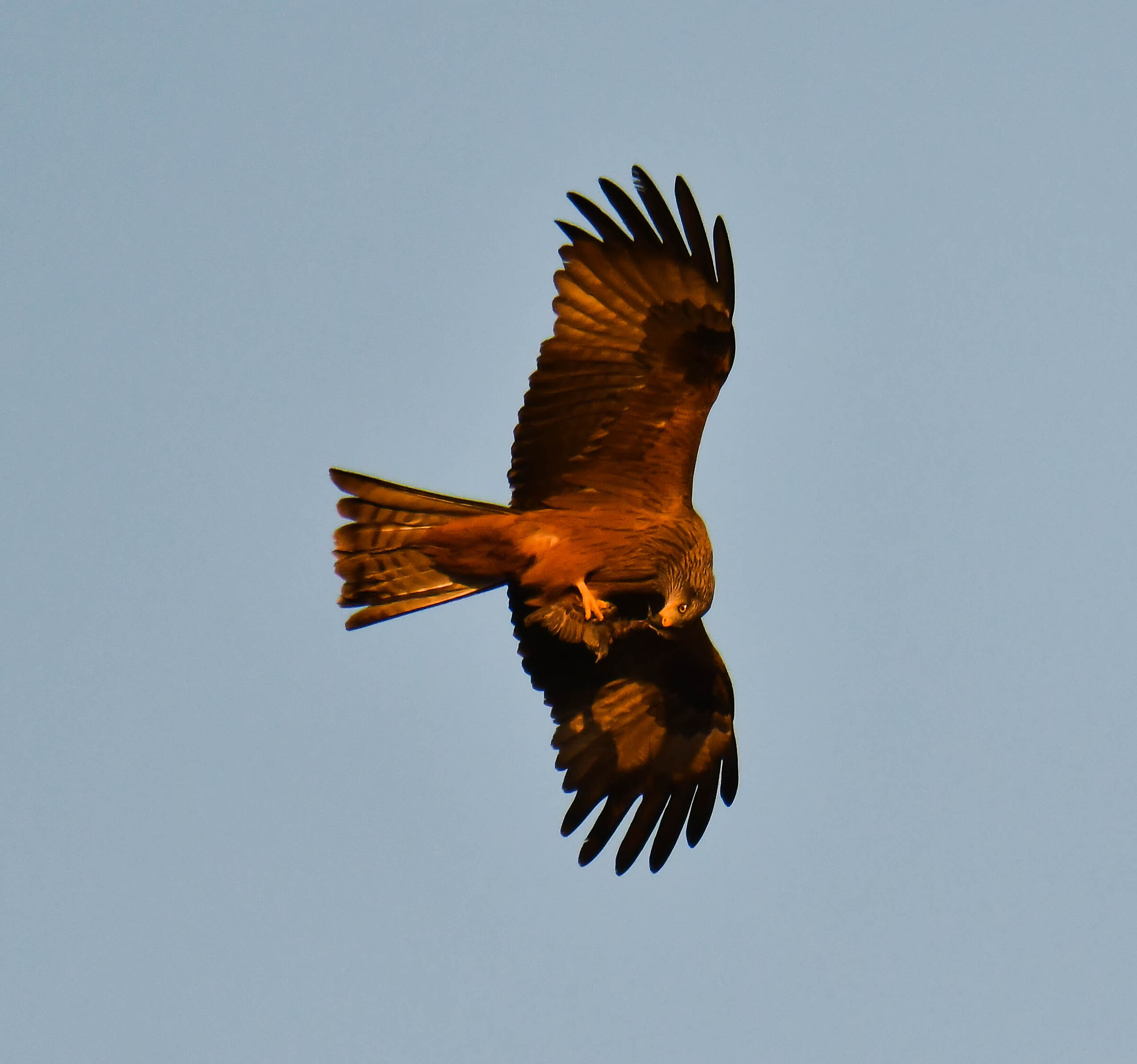 Nibbio nero con preda