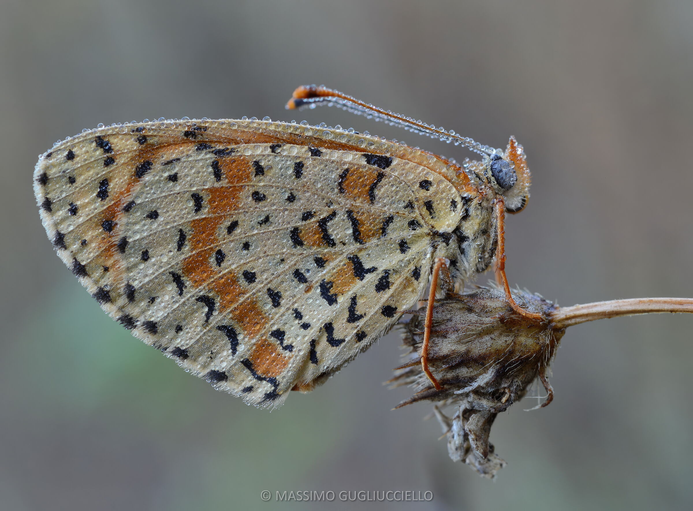 farfalla con rugiada