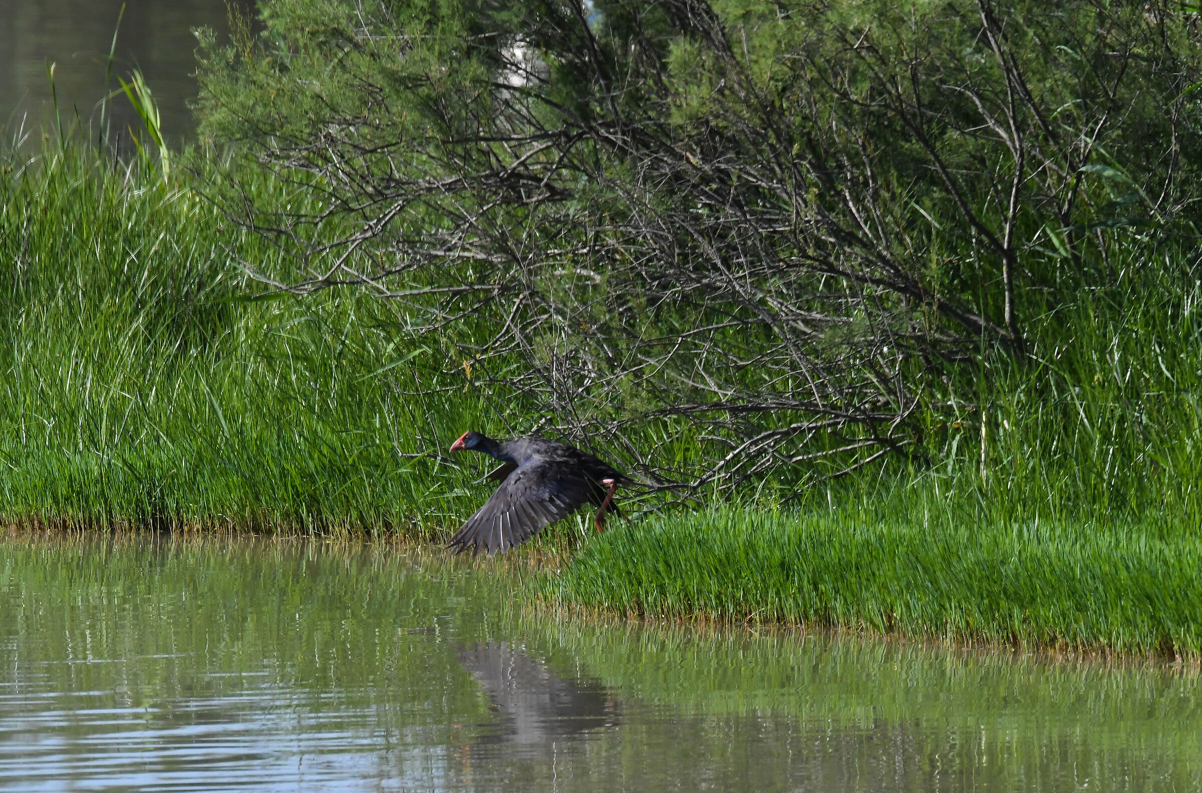Porphyrio porphyrio