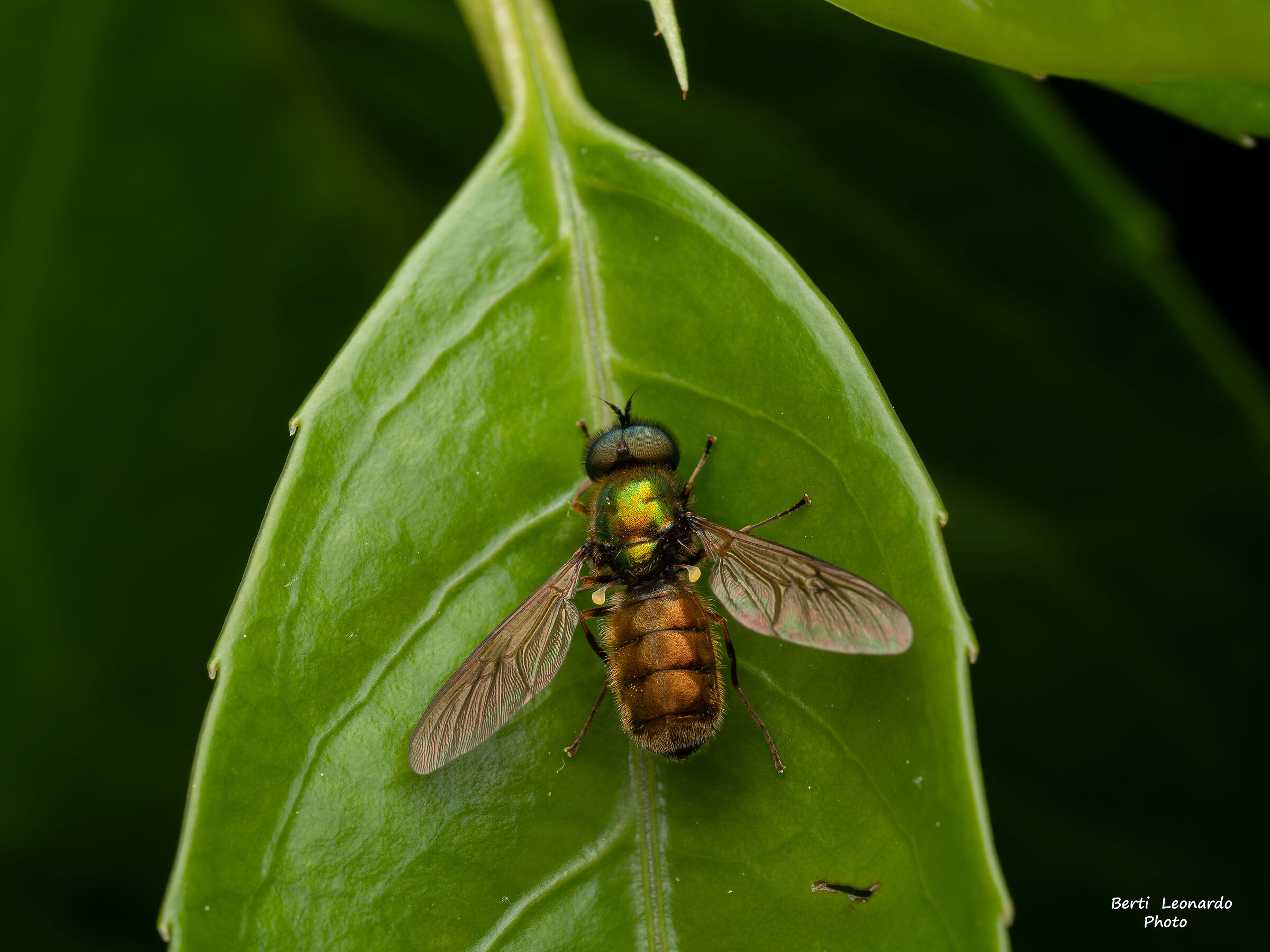chloromyia