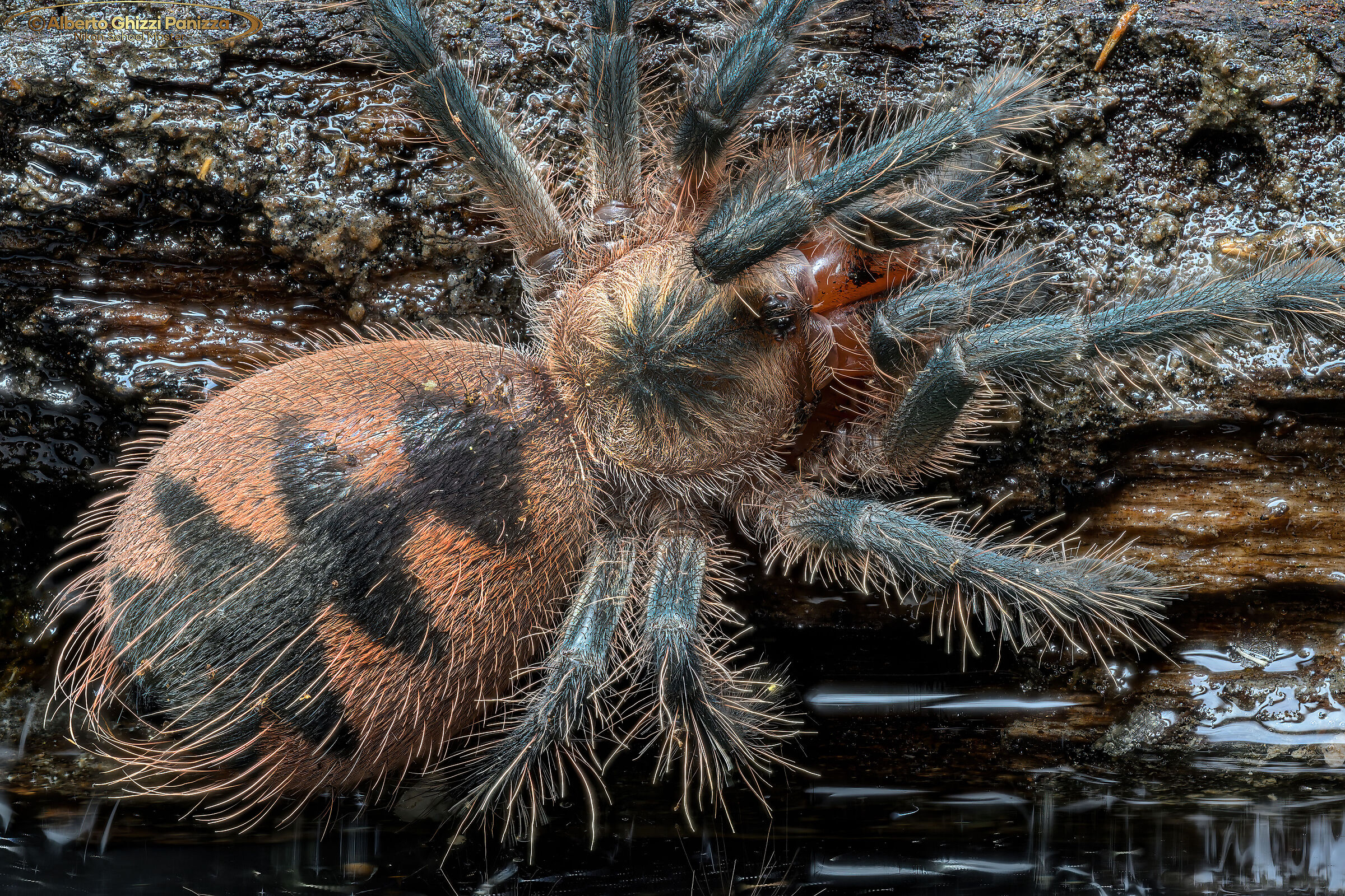 Primi focus stacking con Z8 definitiva - Tarantola #2