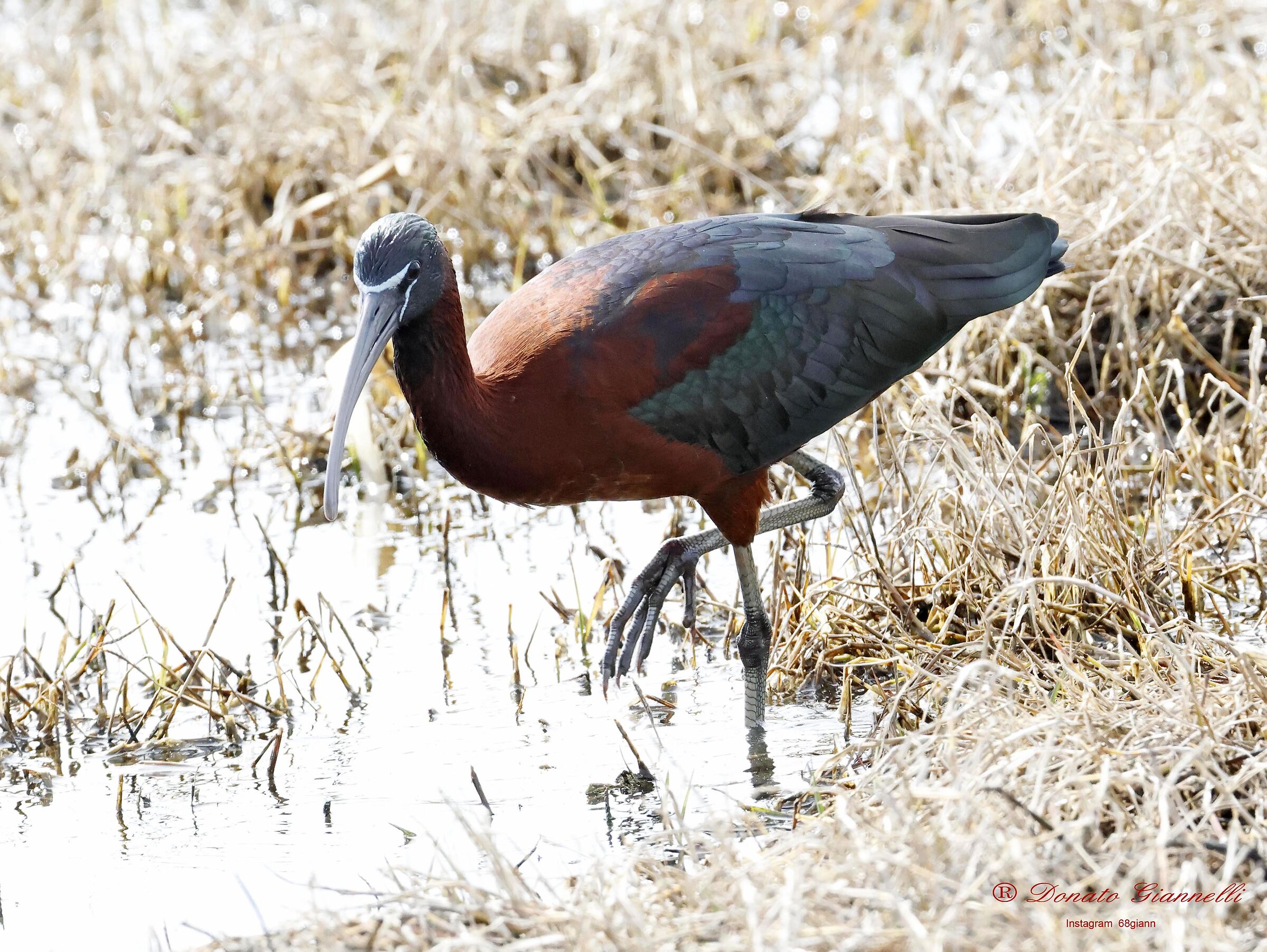 Glossy ibis