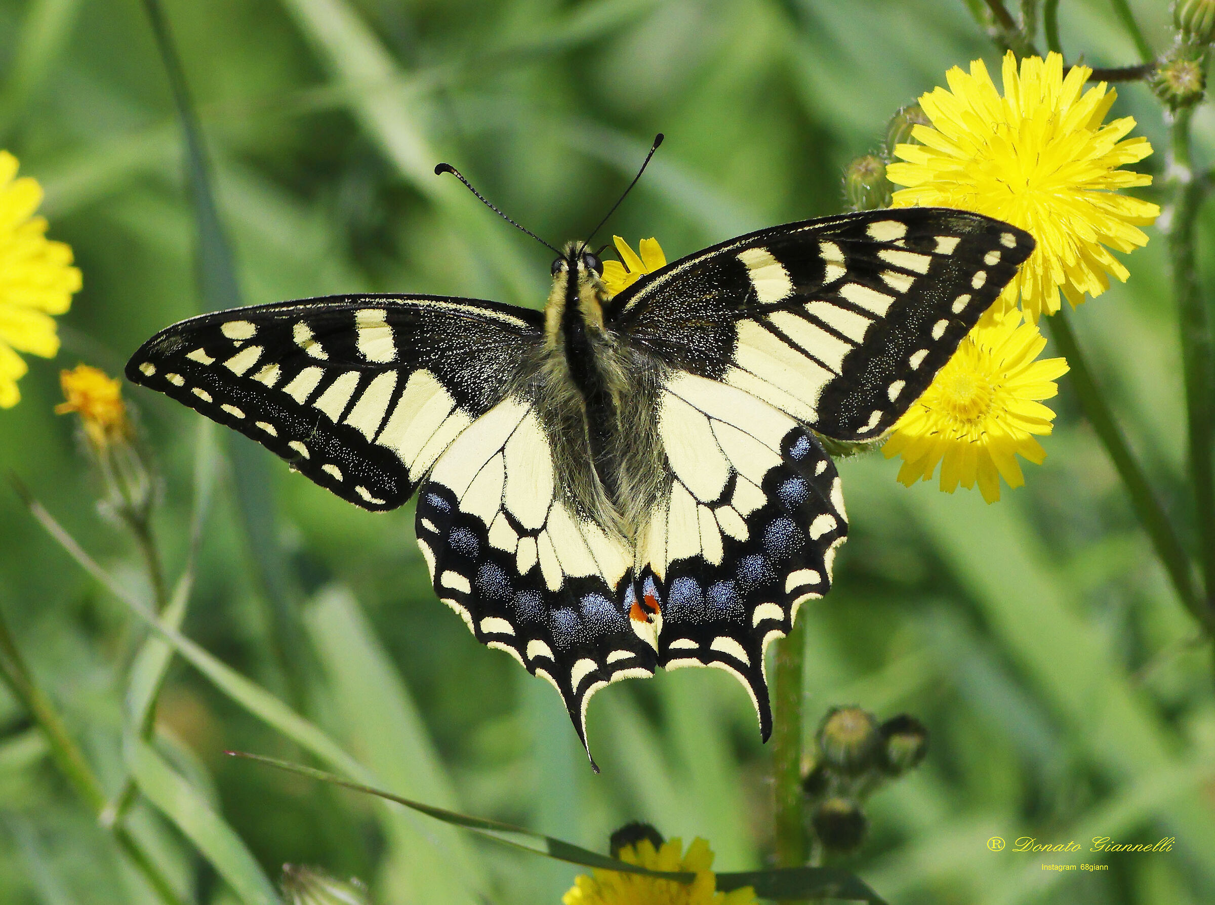 Swallowtail