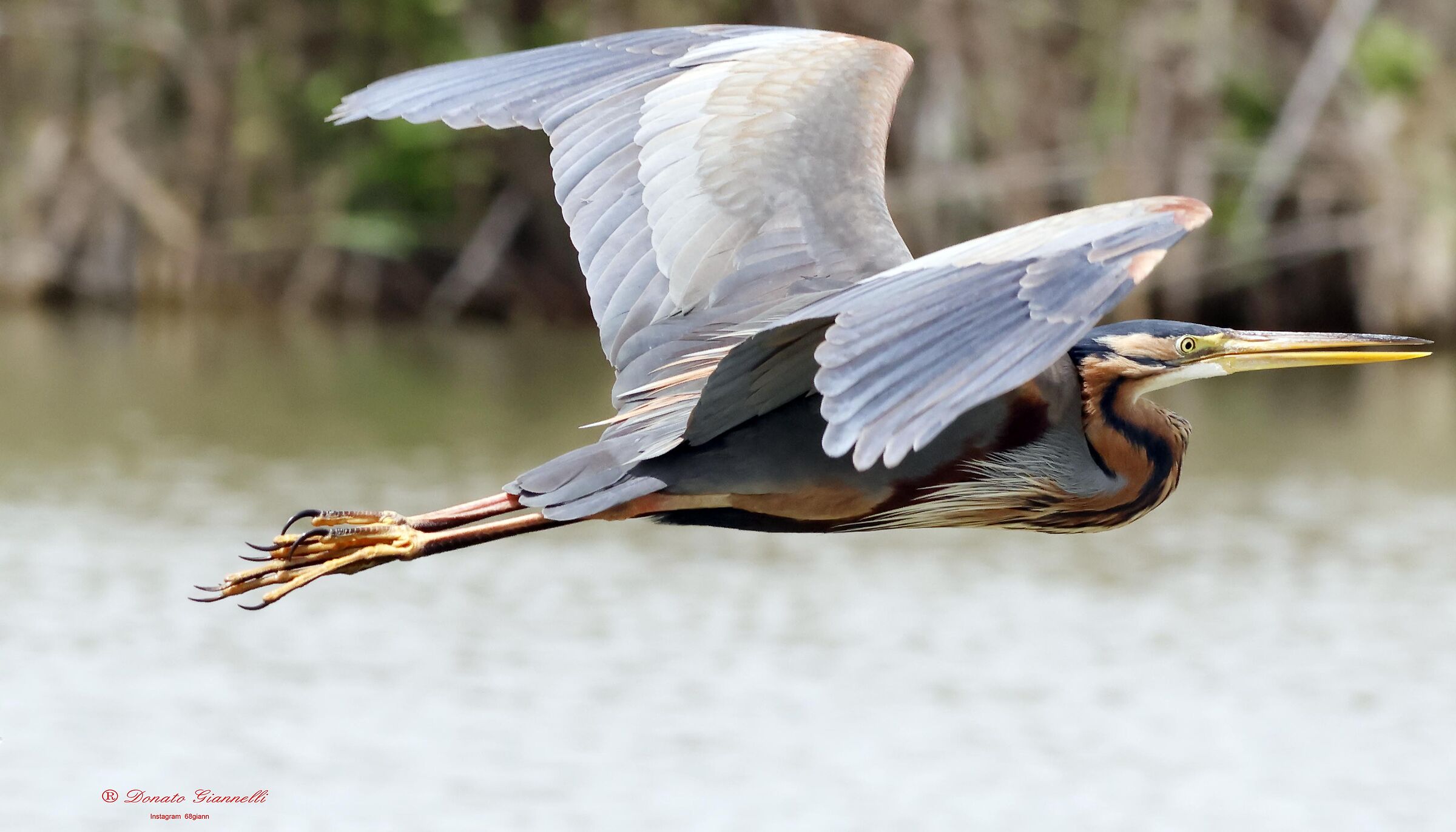 Purple heron