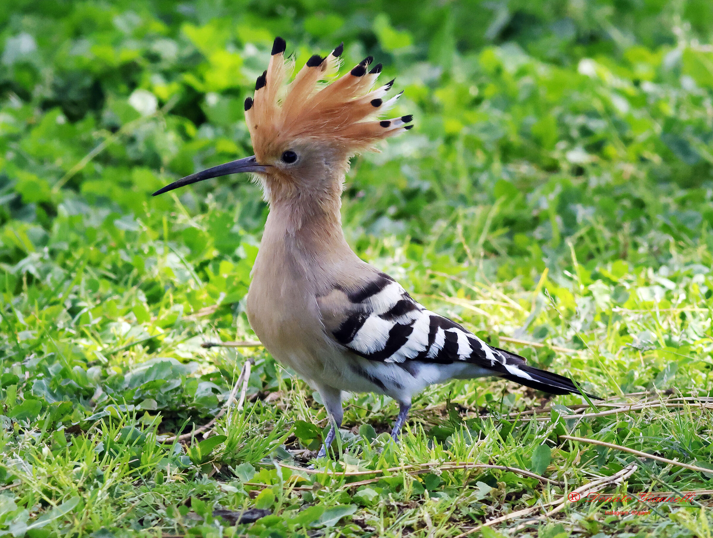 Hoopoe