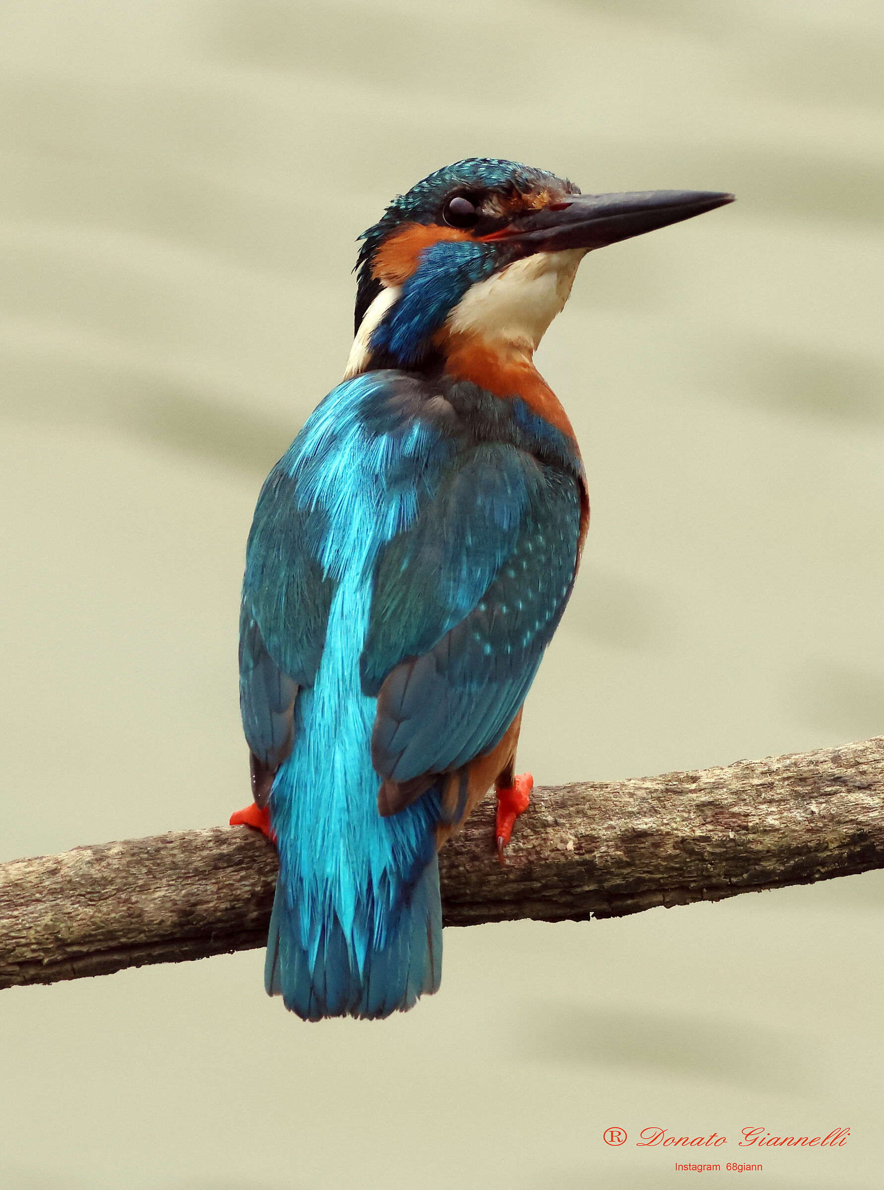 Kingfisher ?