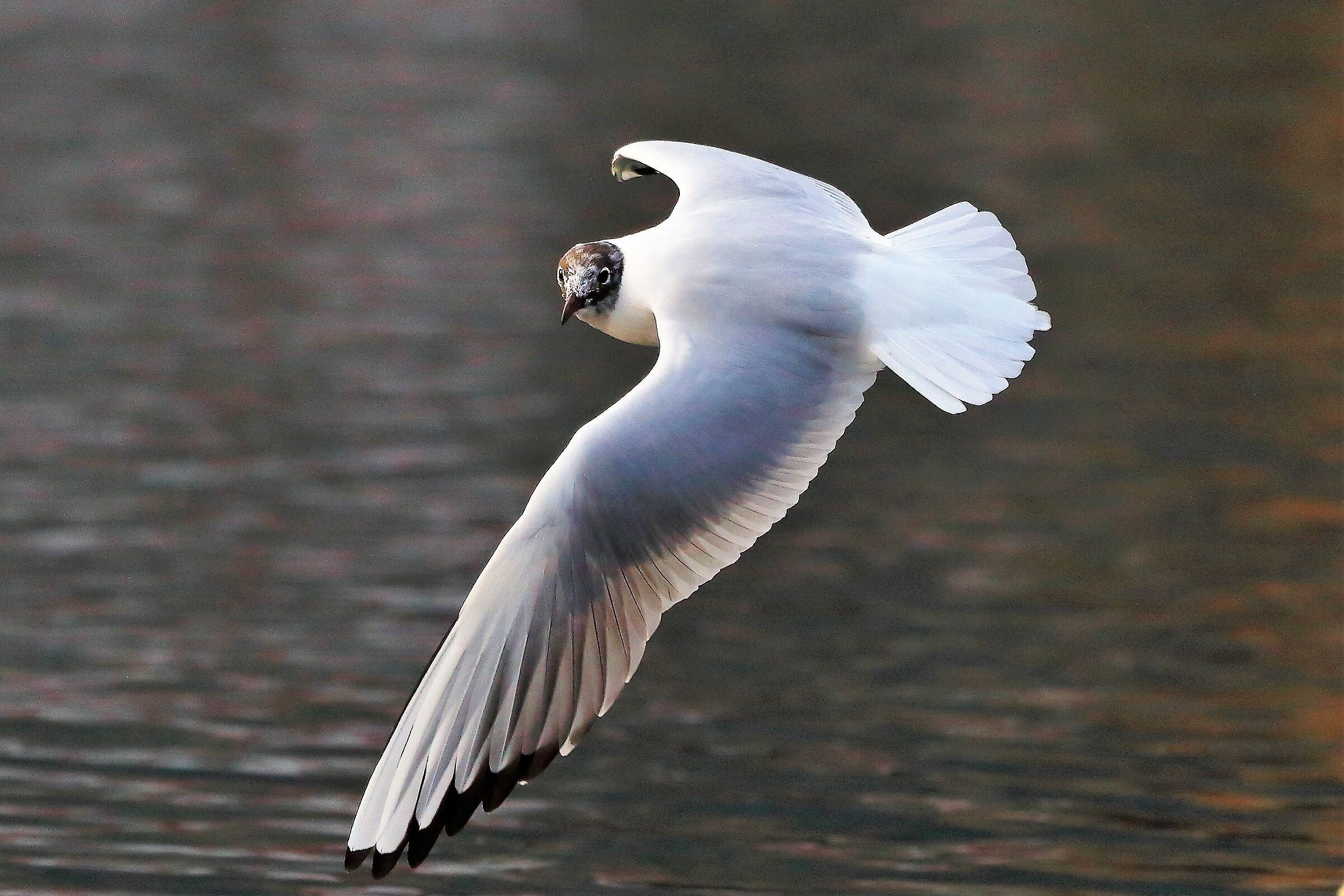 Gabbiano C 20 febbraio 2023