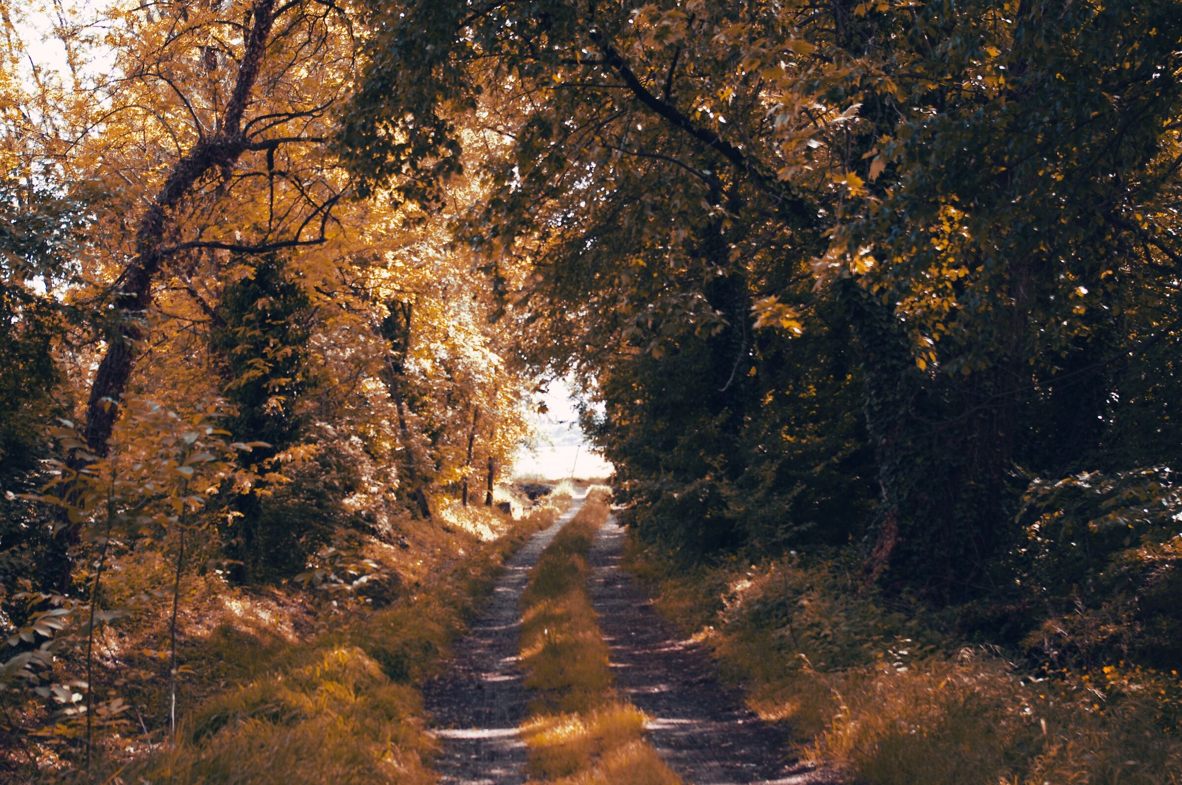 Small road in the green