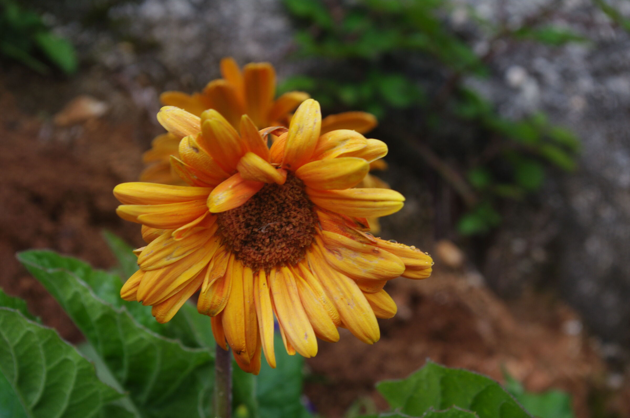 Arnica