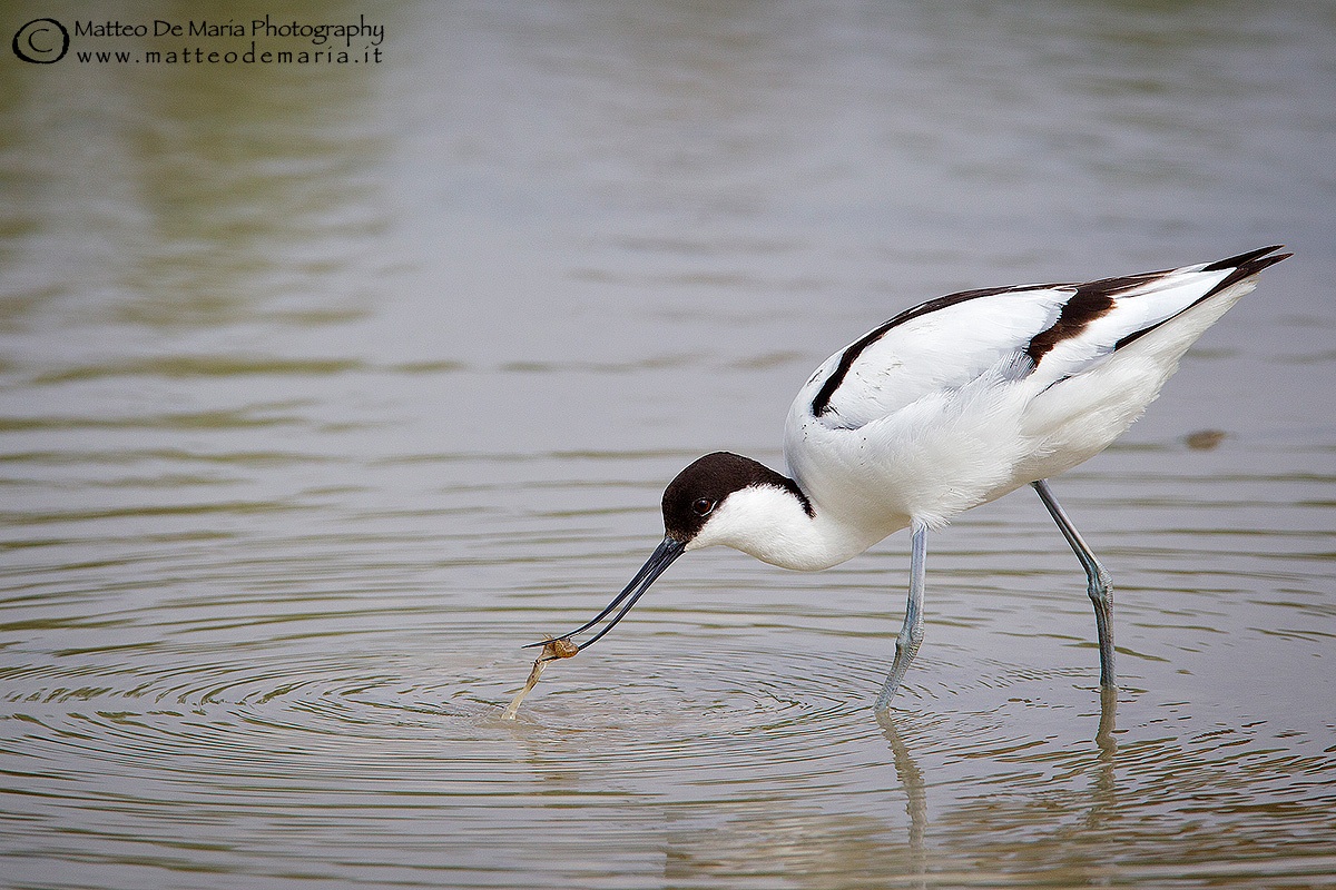 Avocet