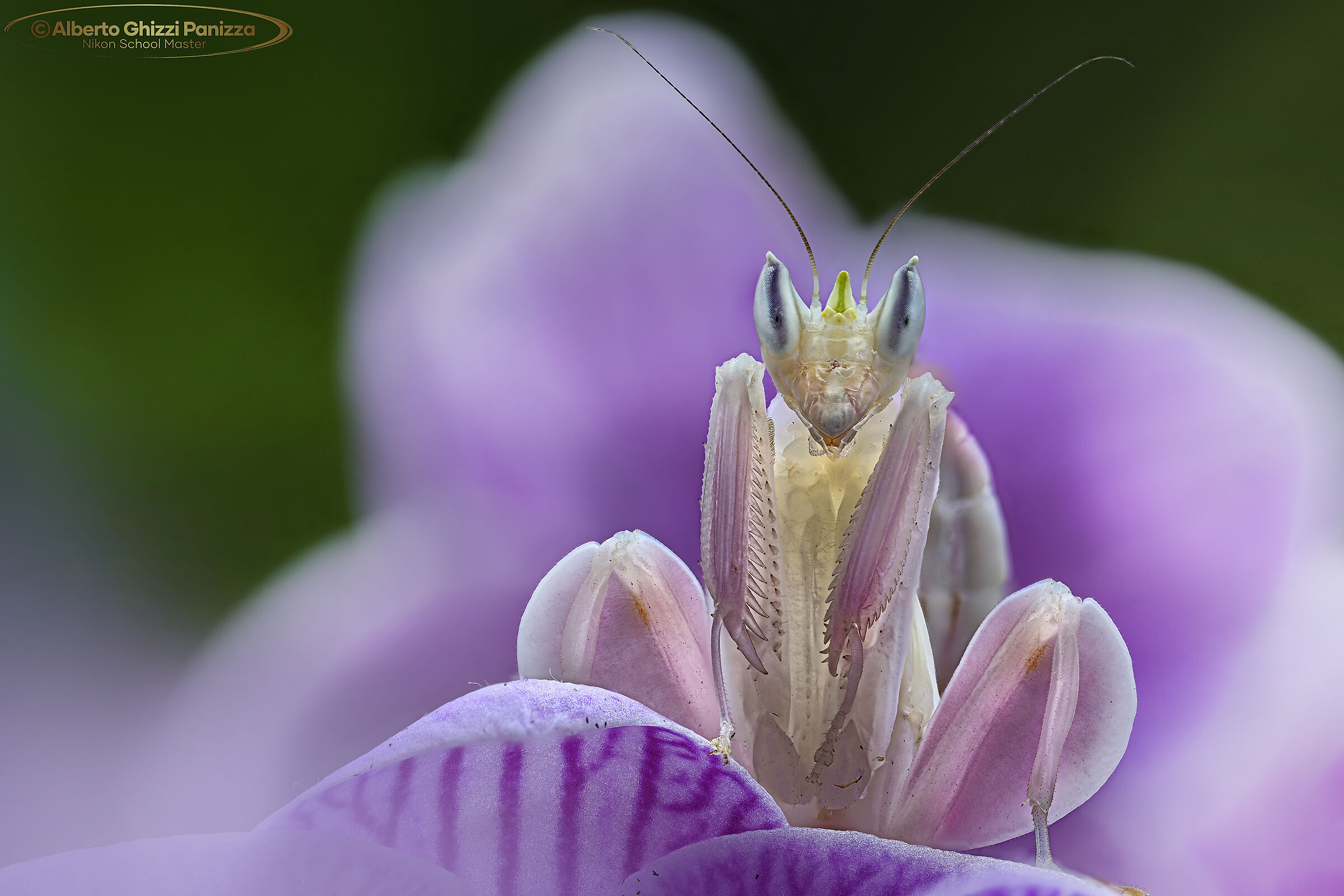 Primi focus stacking con la Z8