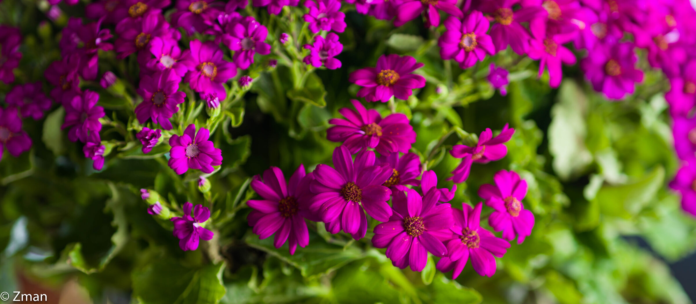 Buona festa della mamma