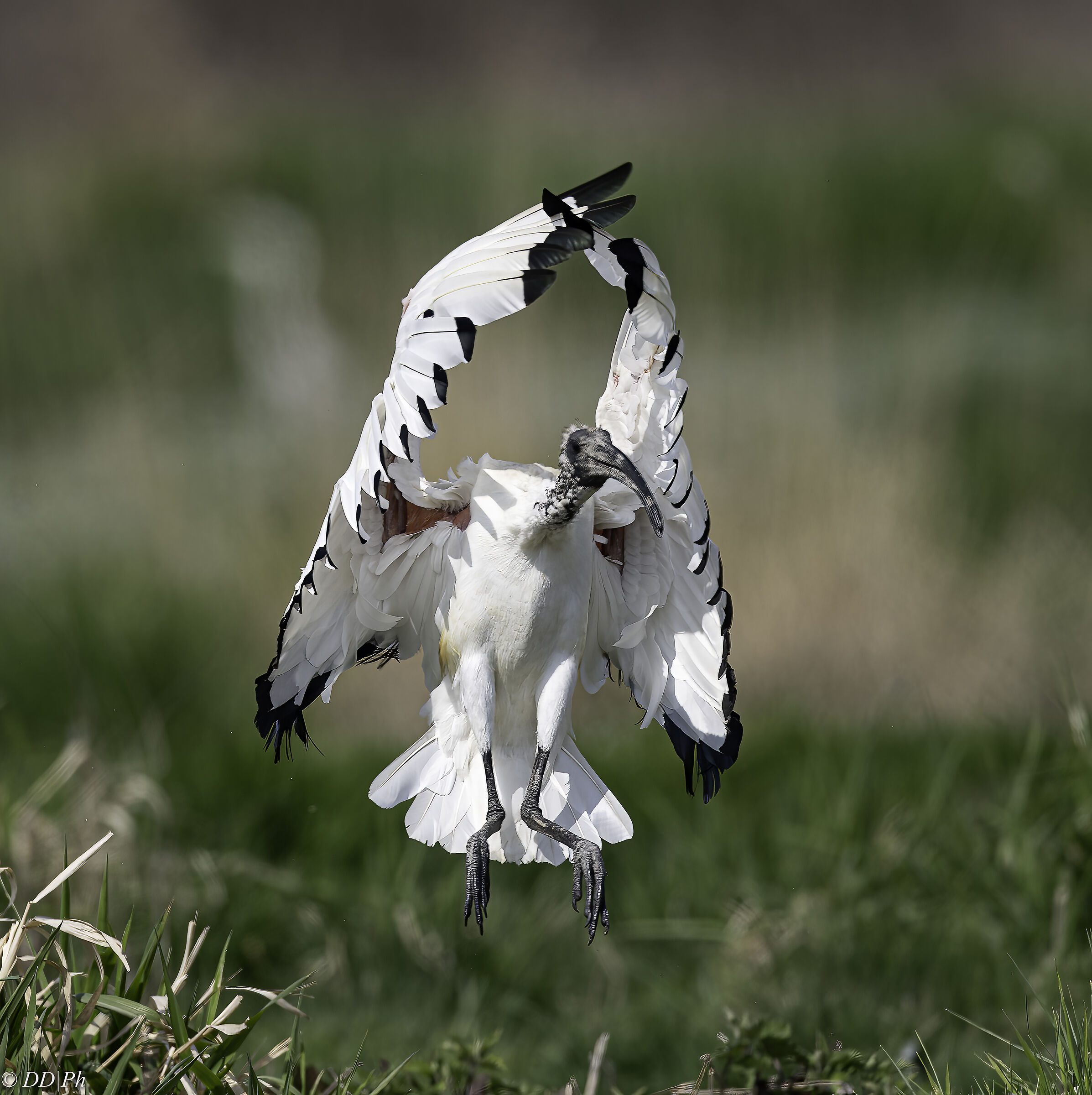 Sacred ibis