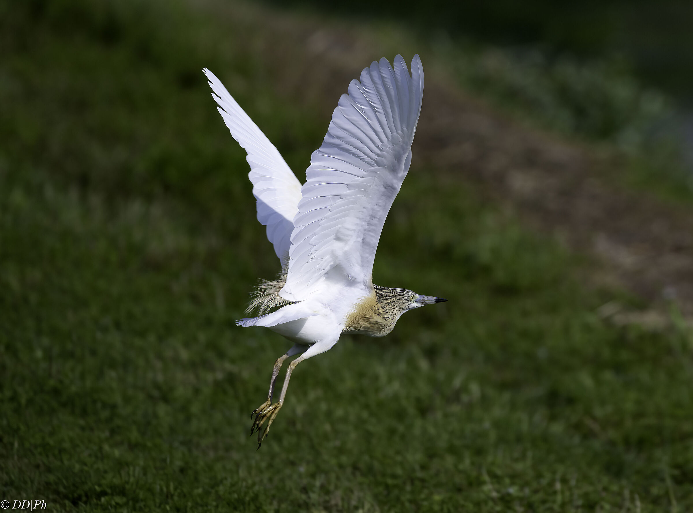 Squacco heron