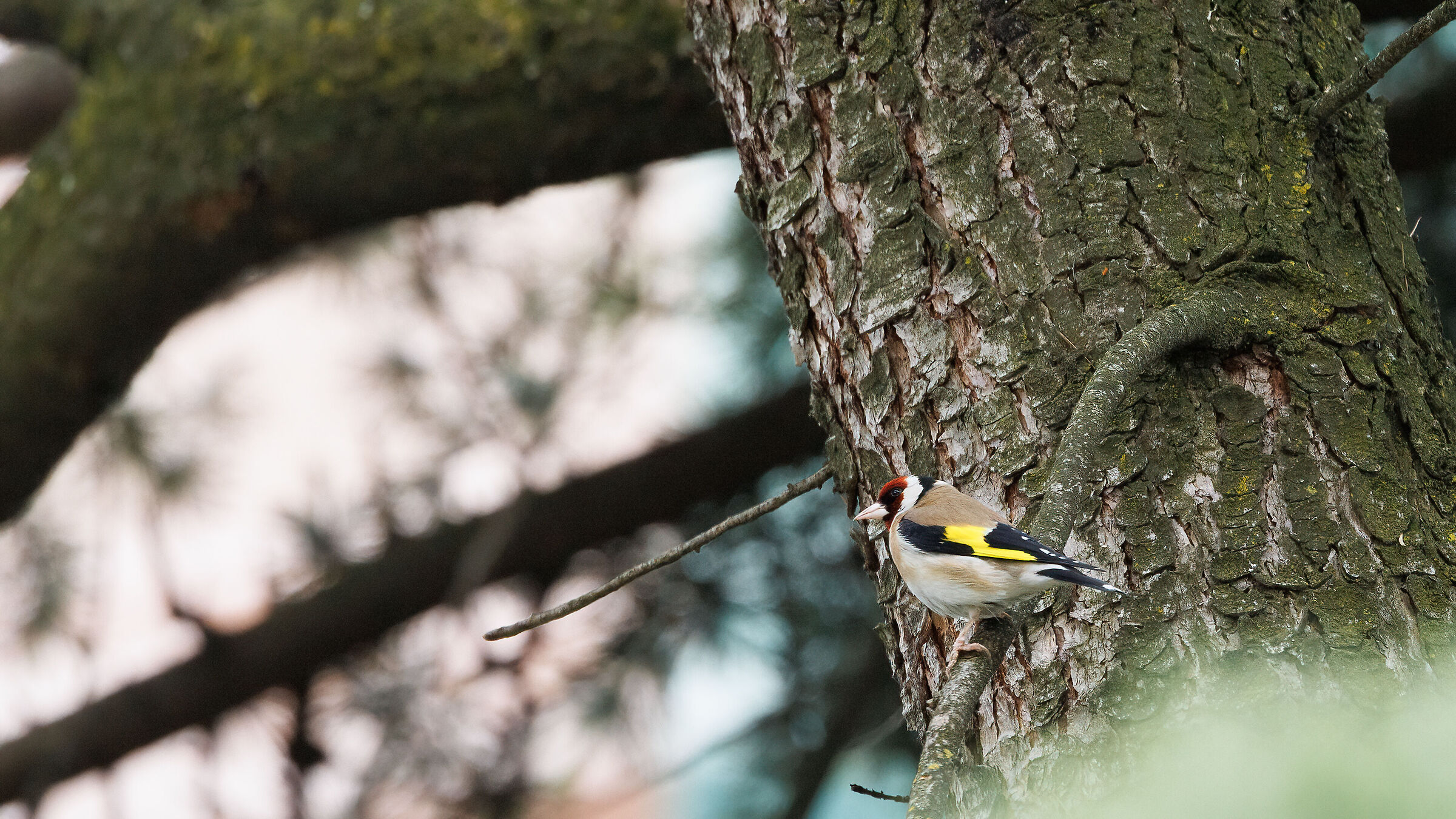 Goldfinch