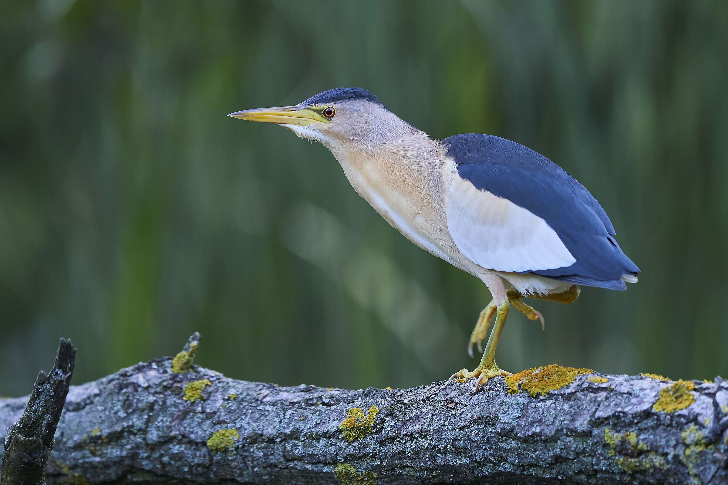 Tarabuso ( Ixobrychus minutus )