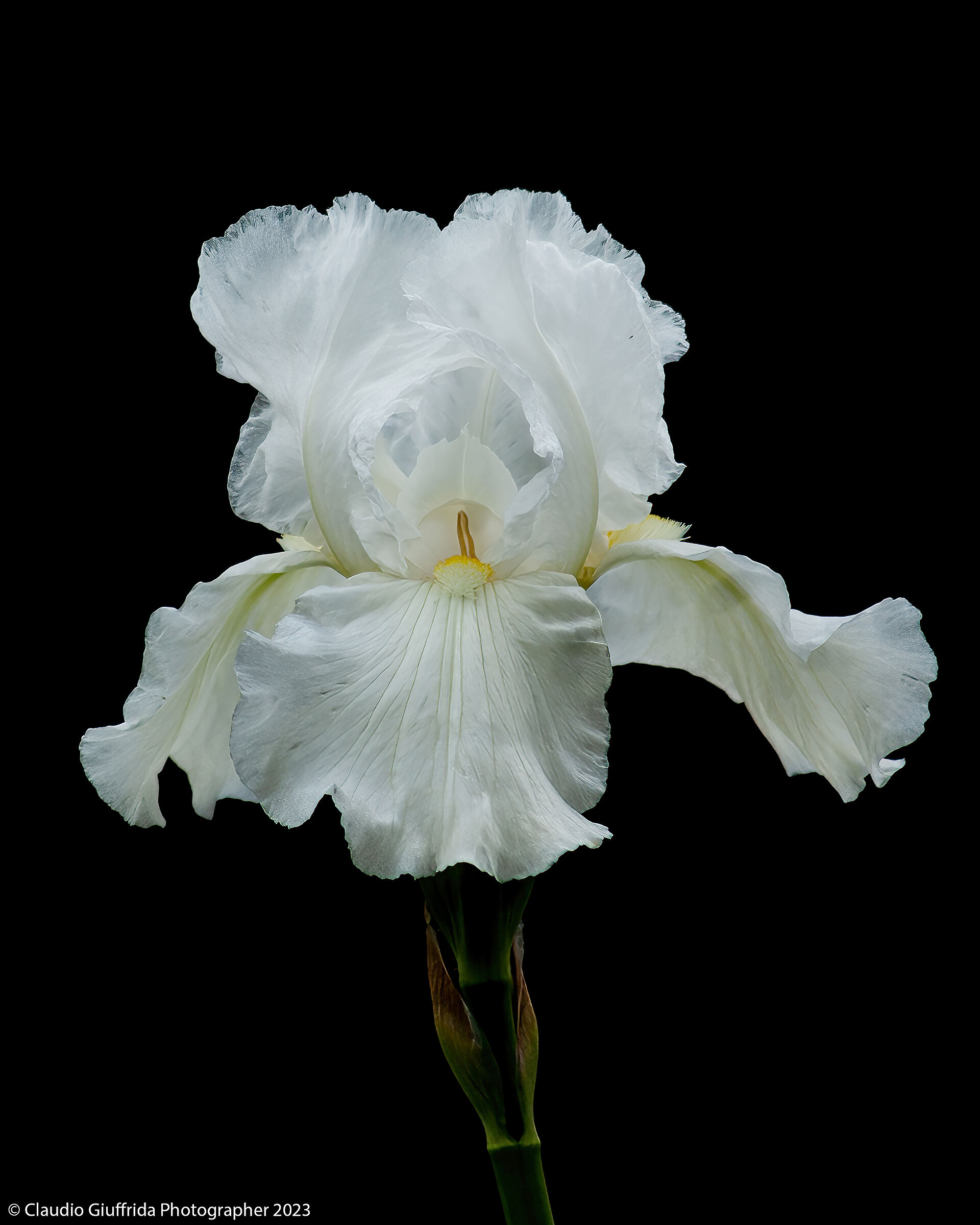 Iris albicans