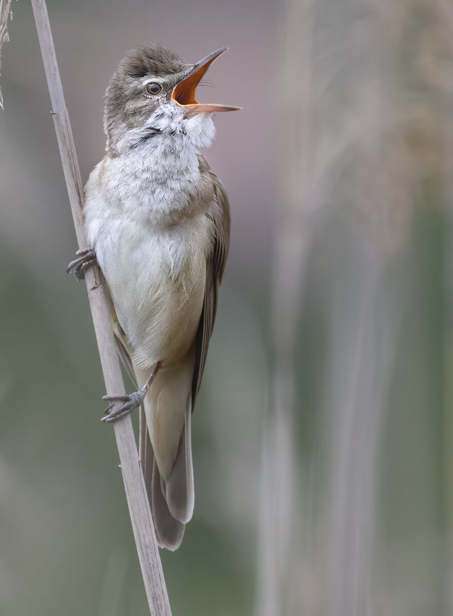 cannareccione singing