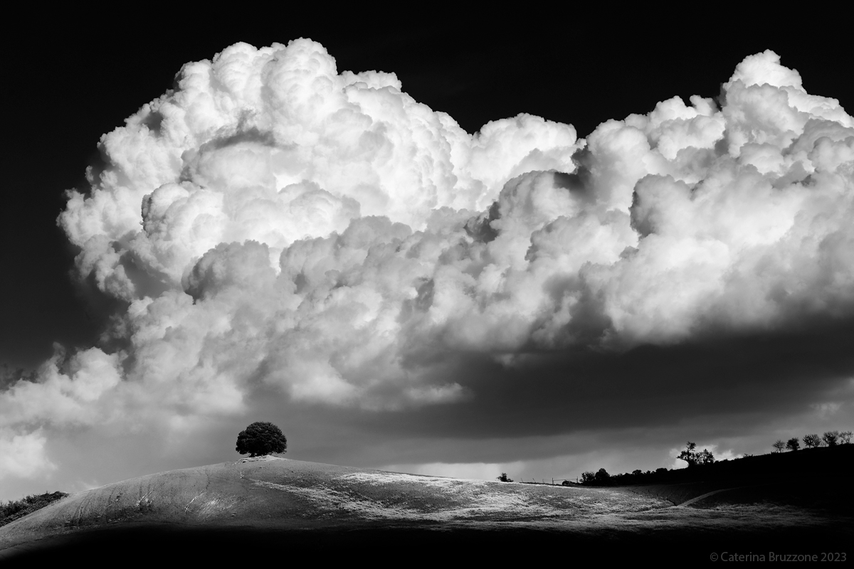 Albero vs cavolfiore