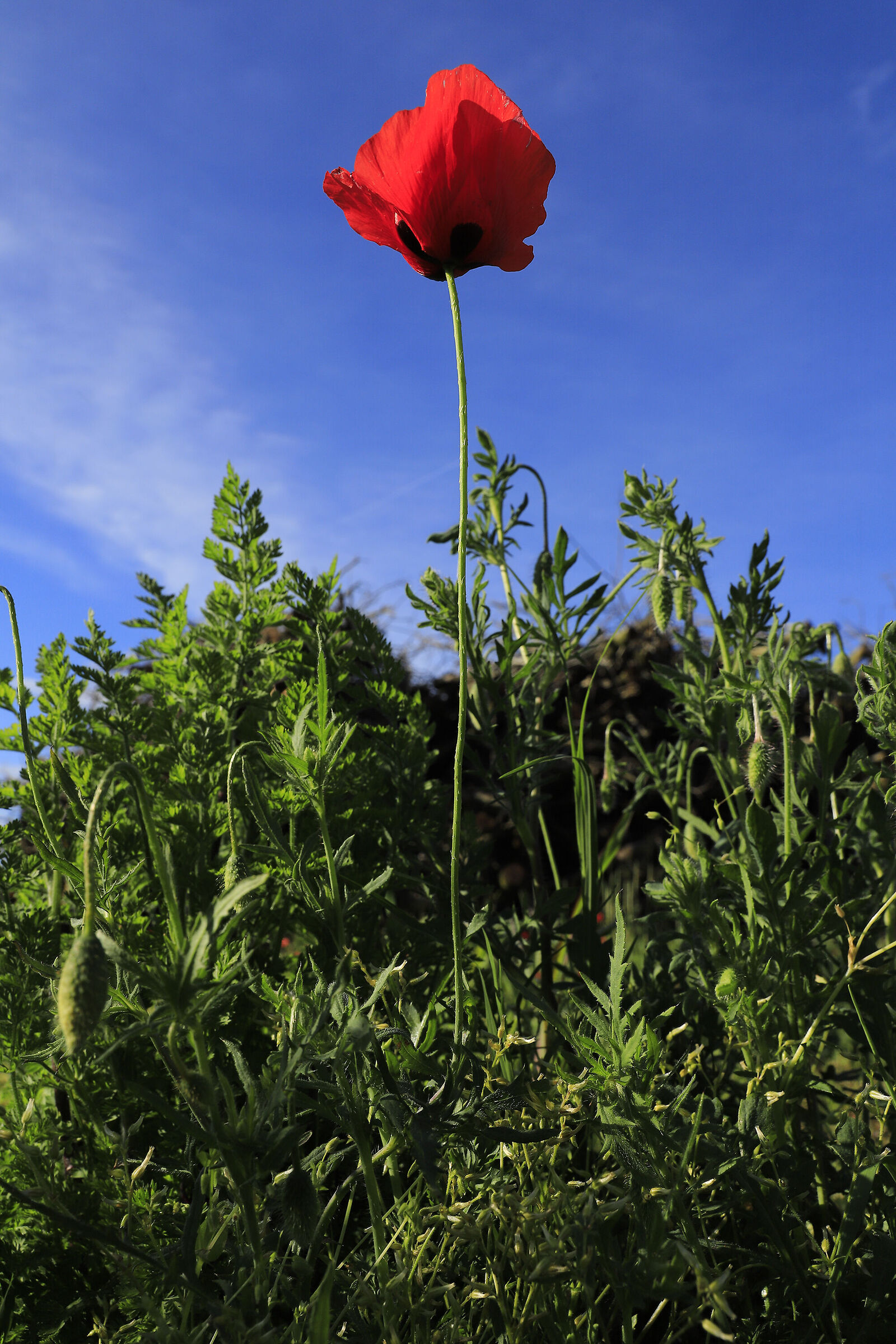 Poppies 23