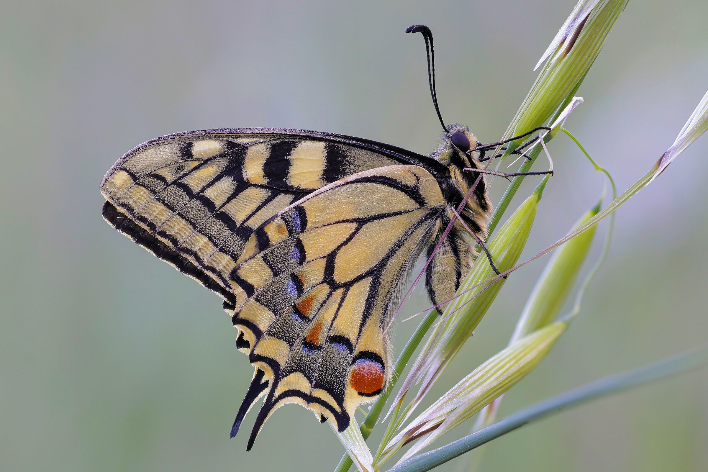 Papilio machaon
