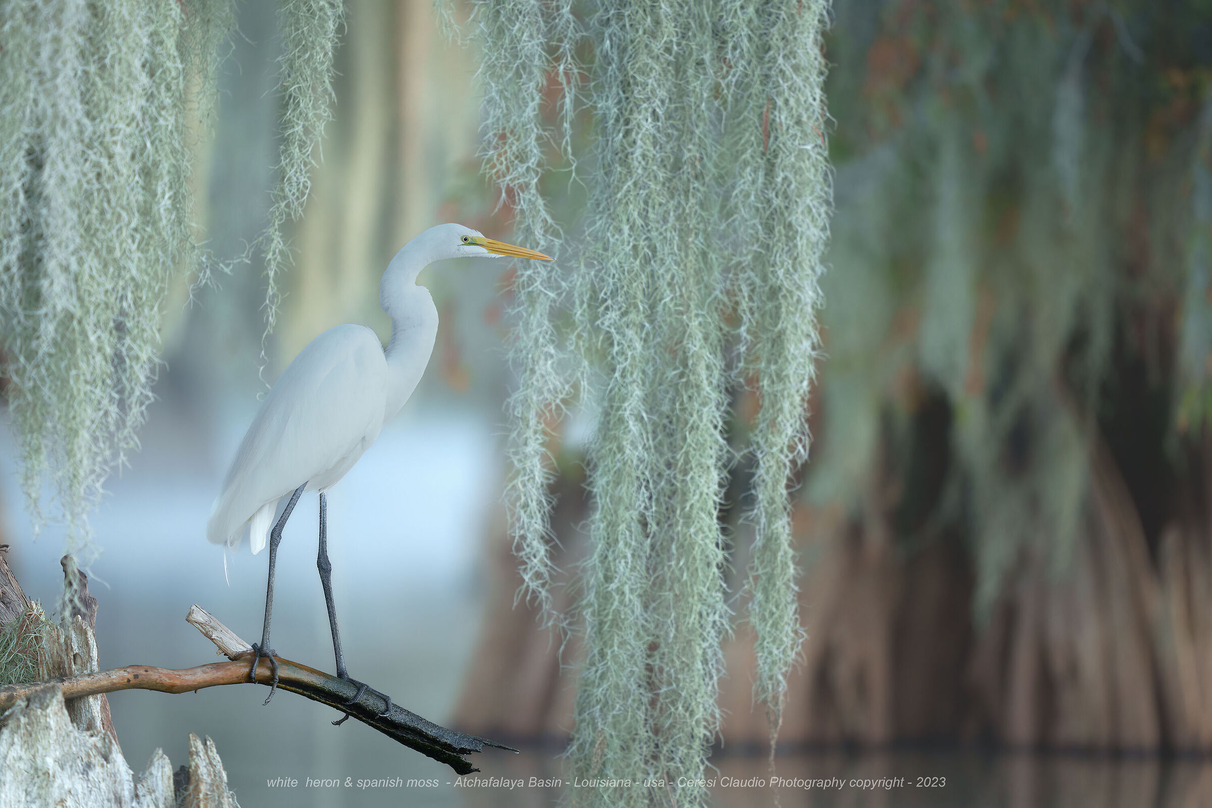 white heron & spanish moss - Atchafalaya Basin