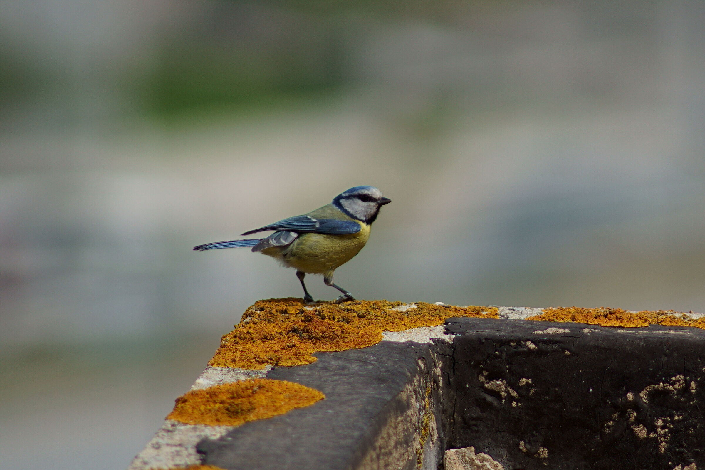 Blue (Cyanistes caeruleus)