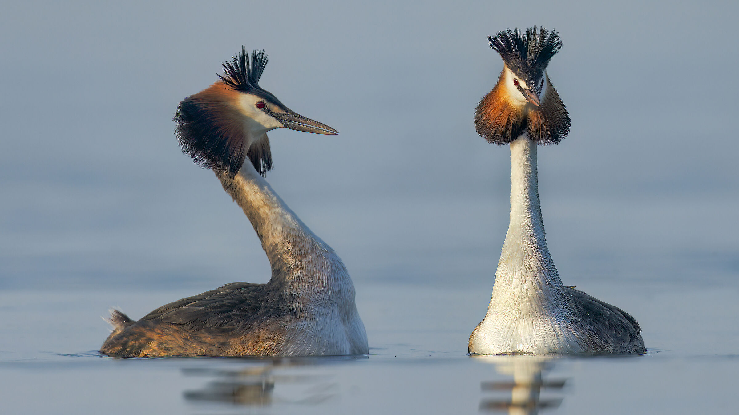 Courting grebes