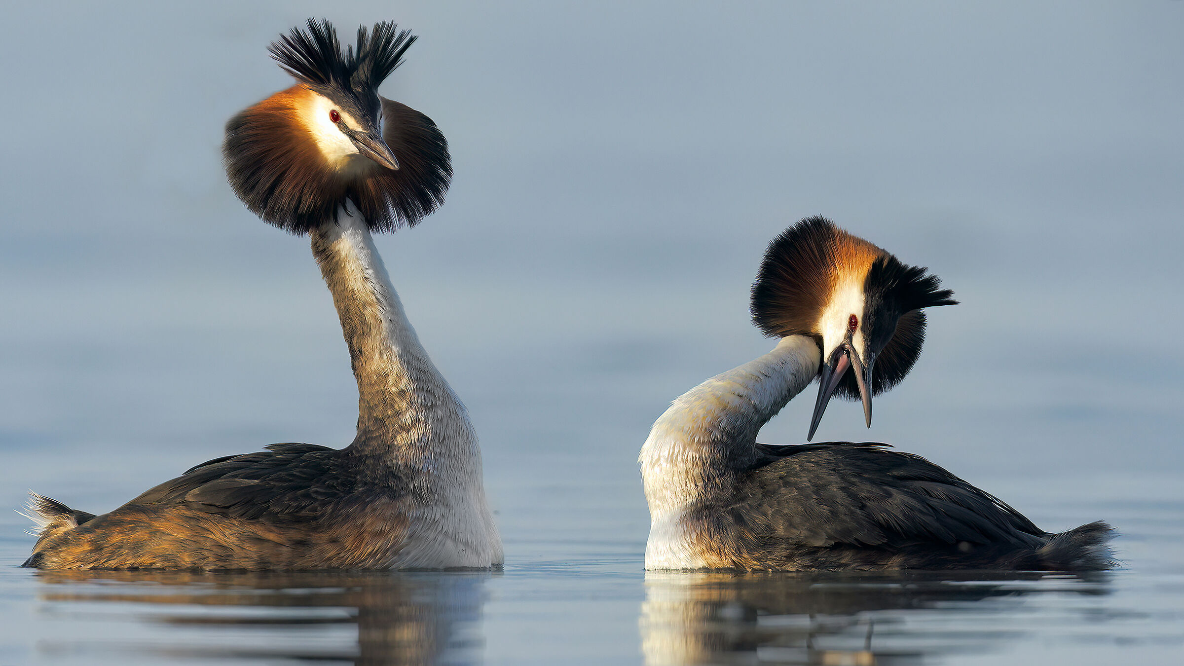 Grebes in love