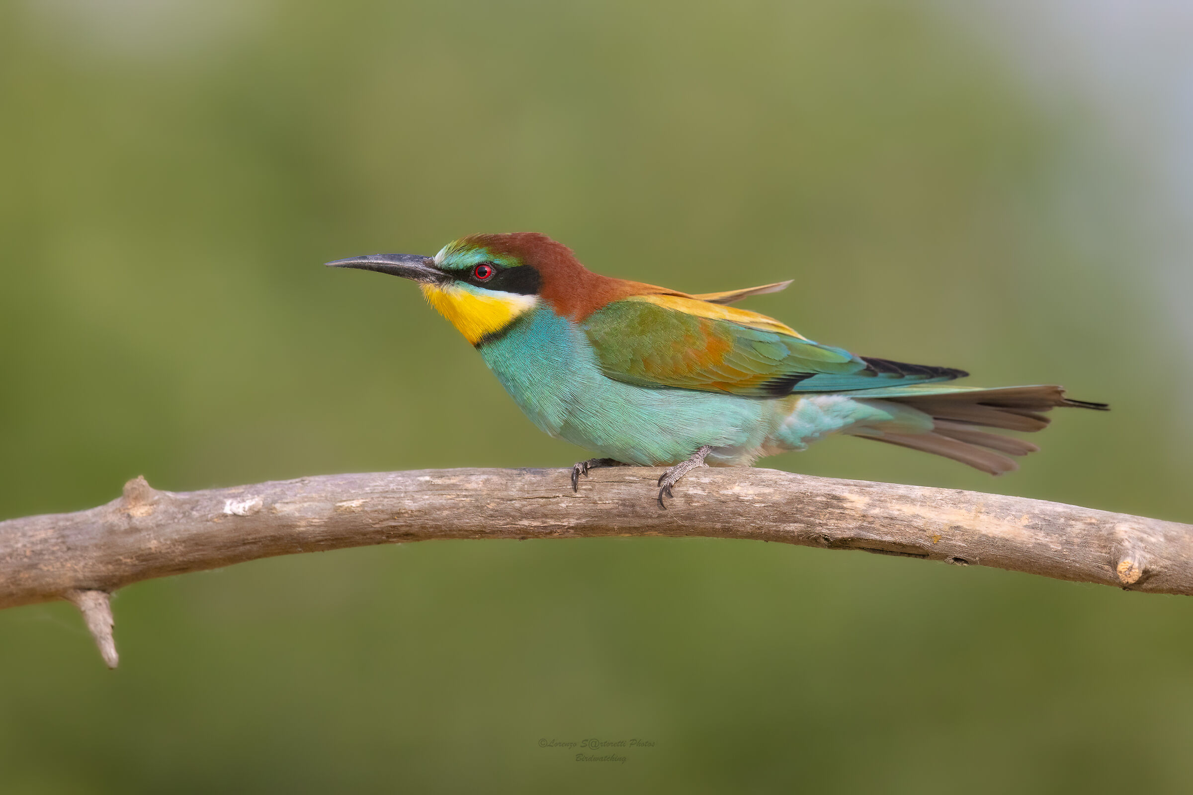 Bee-eater