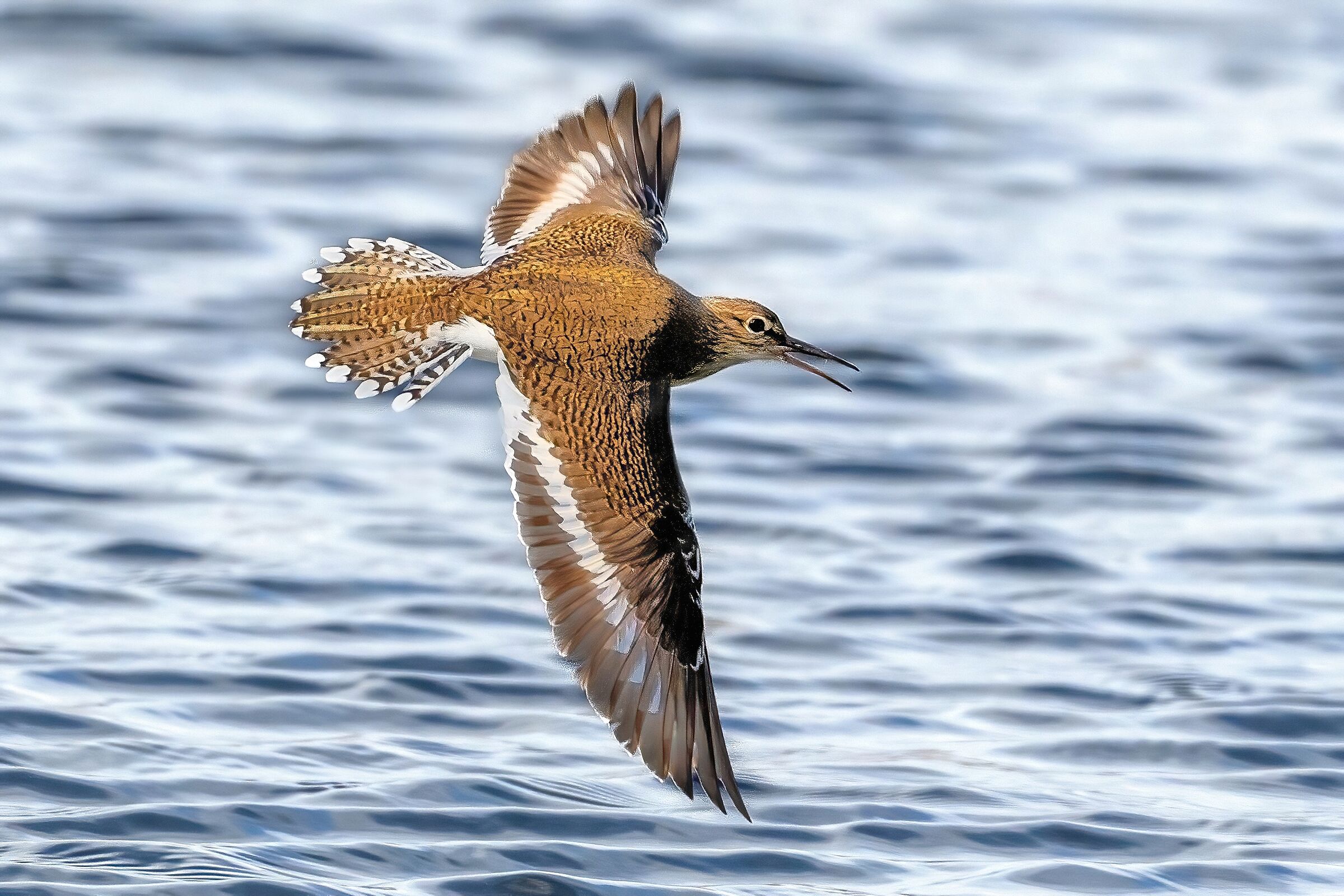 Small sandpiper (Actitis hypoleucos)
