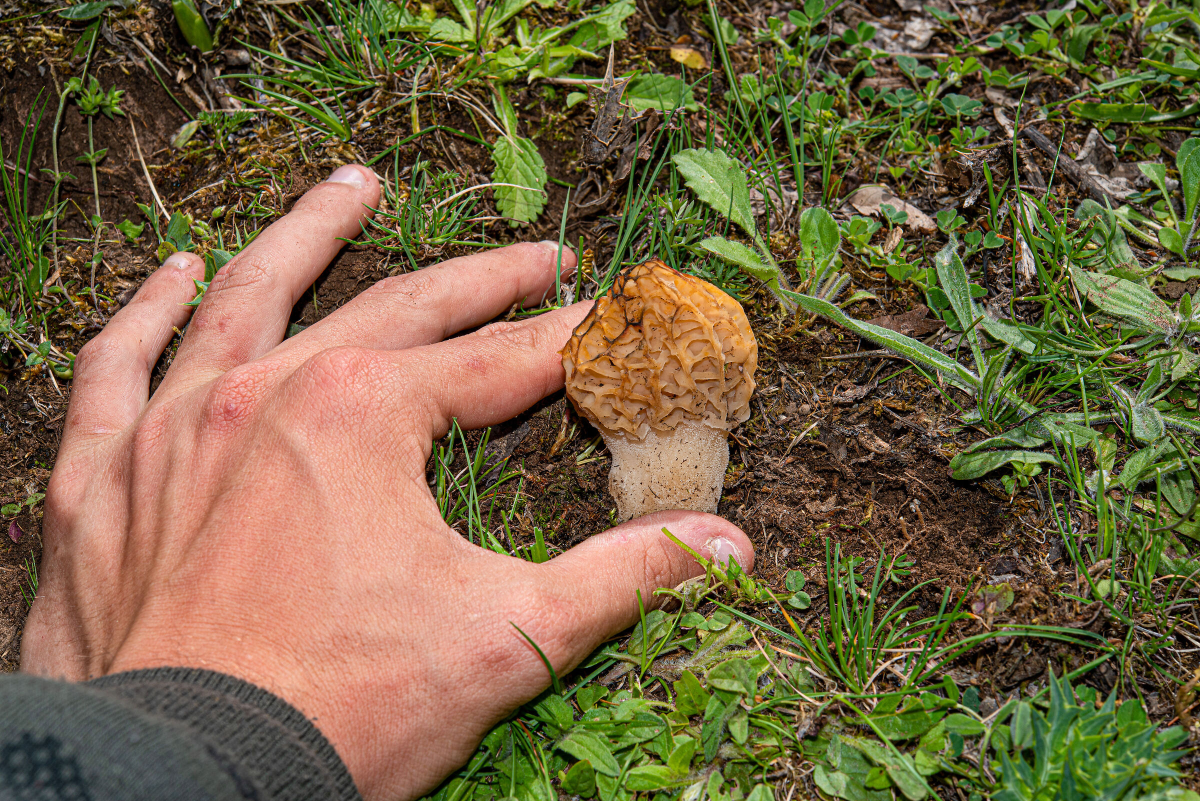 La bellissima Morchella esculenta